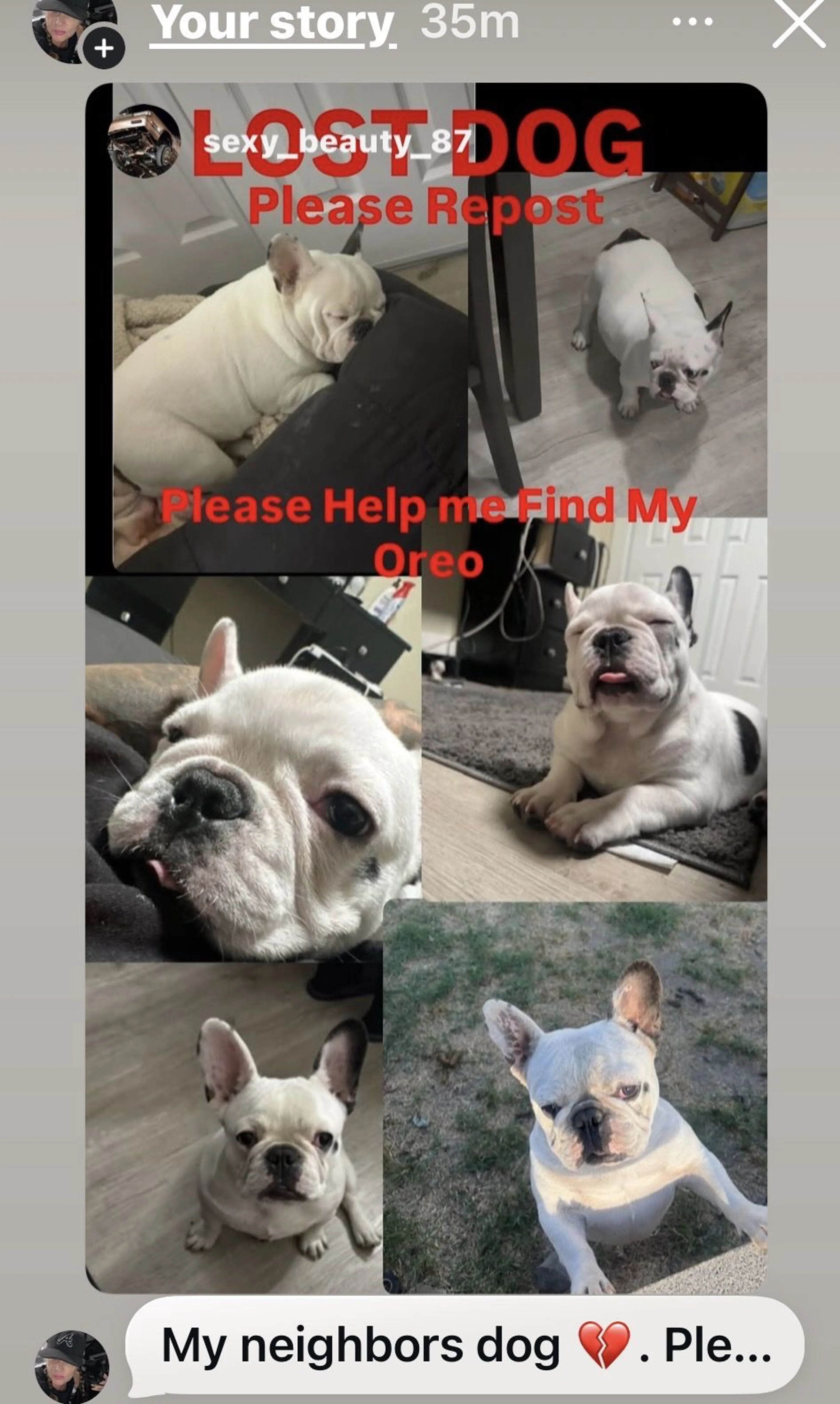 Lost pet