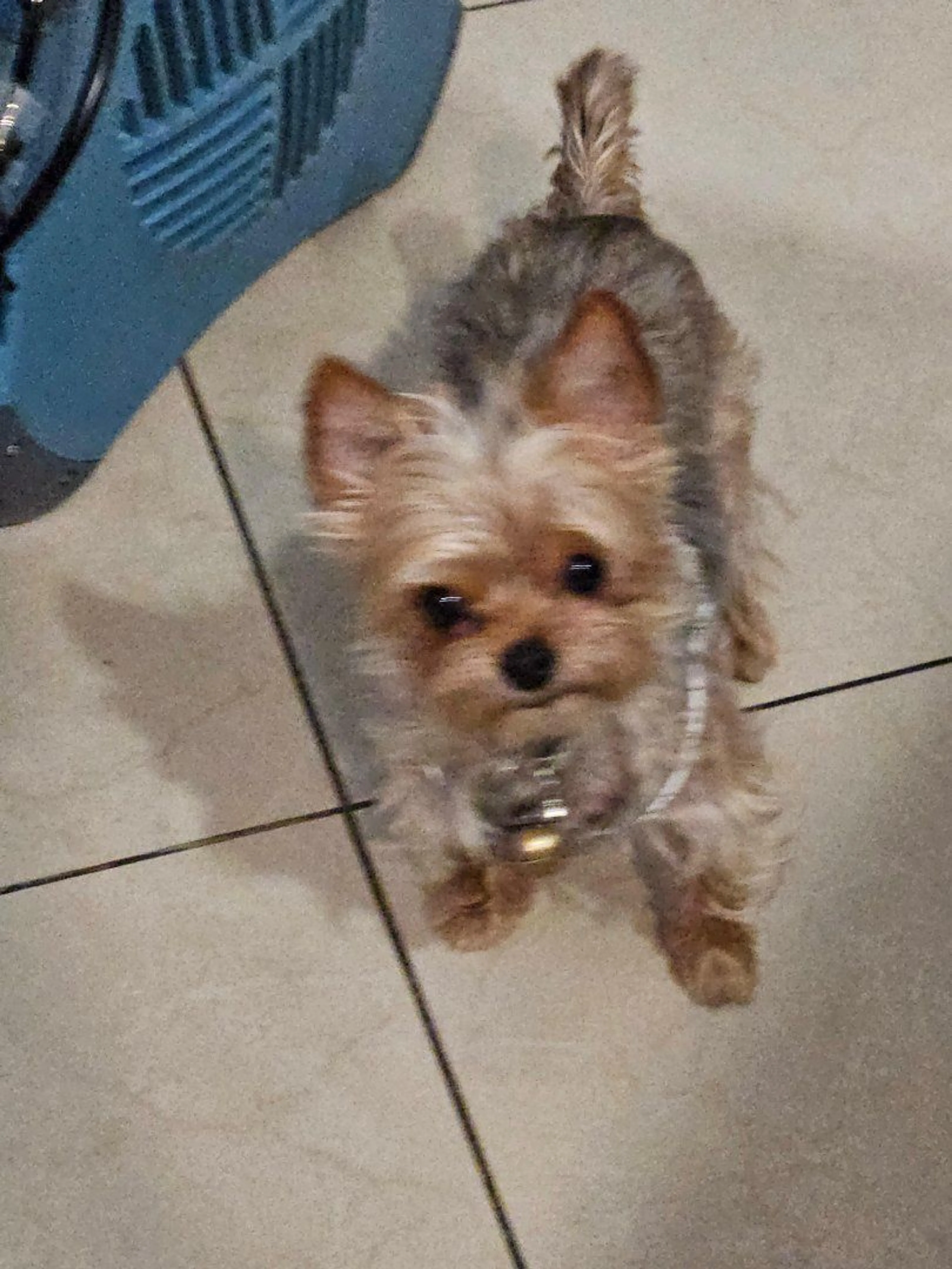 Lost pet