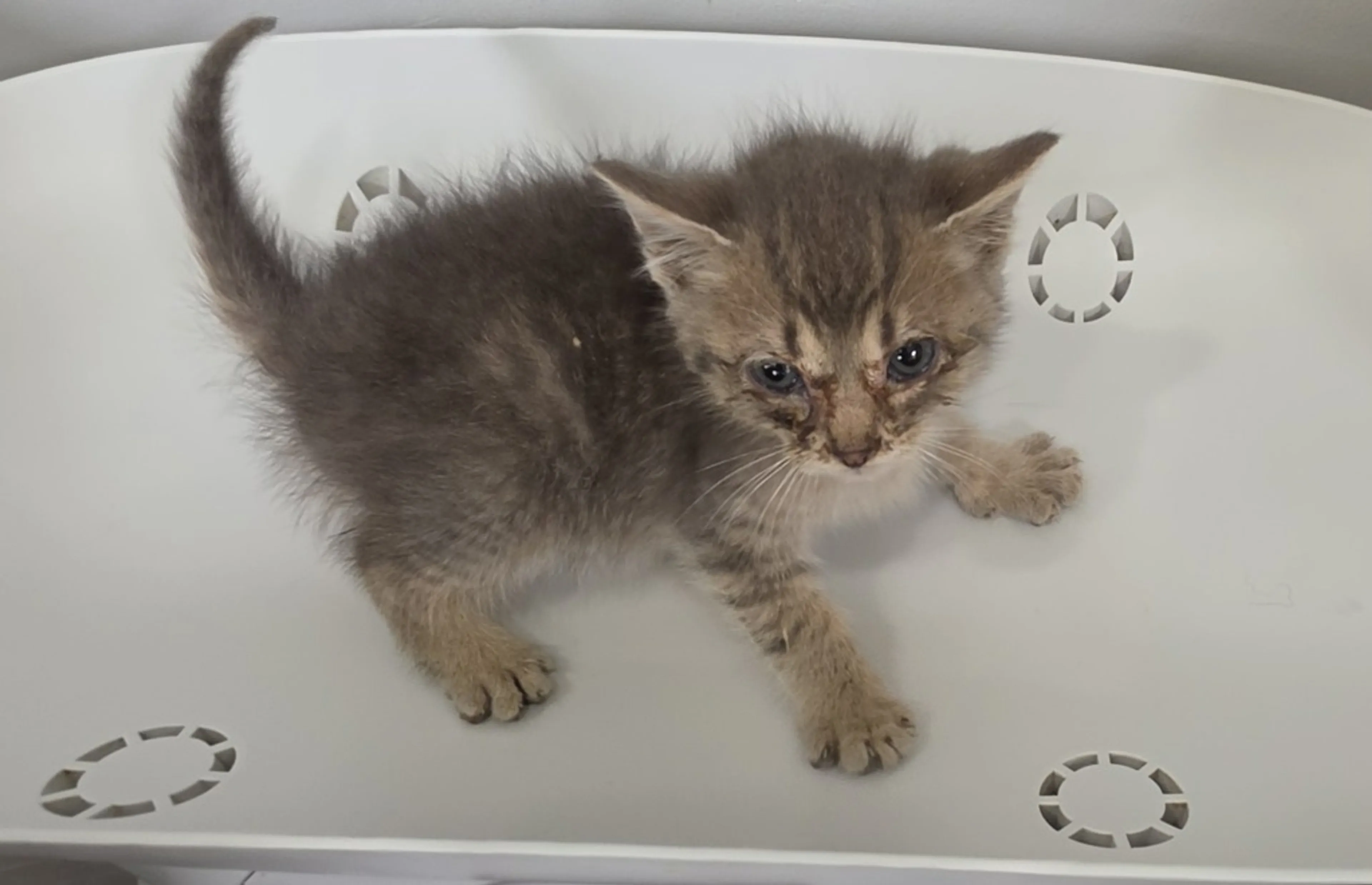 Found pet