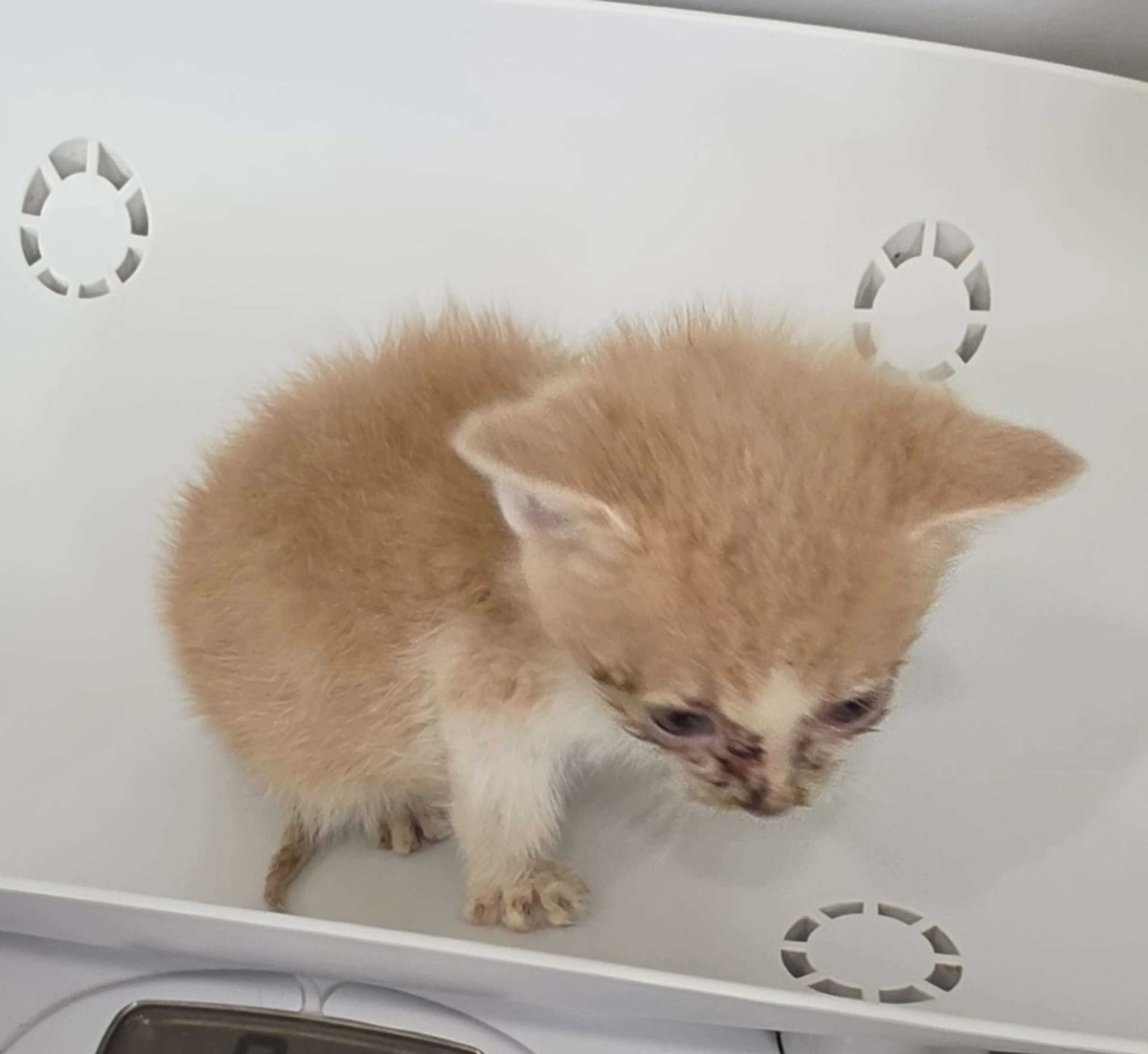Found pet