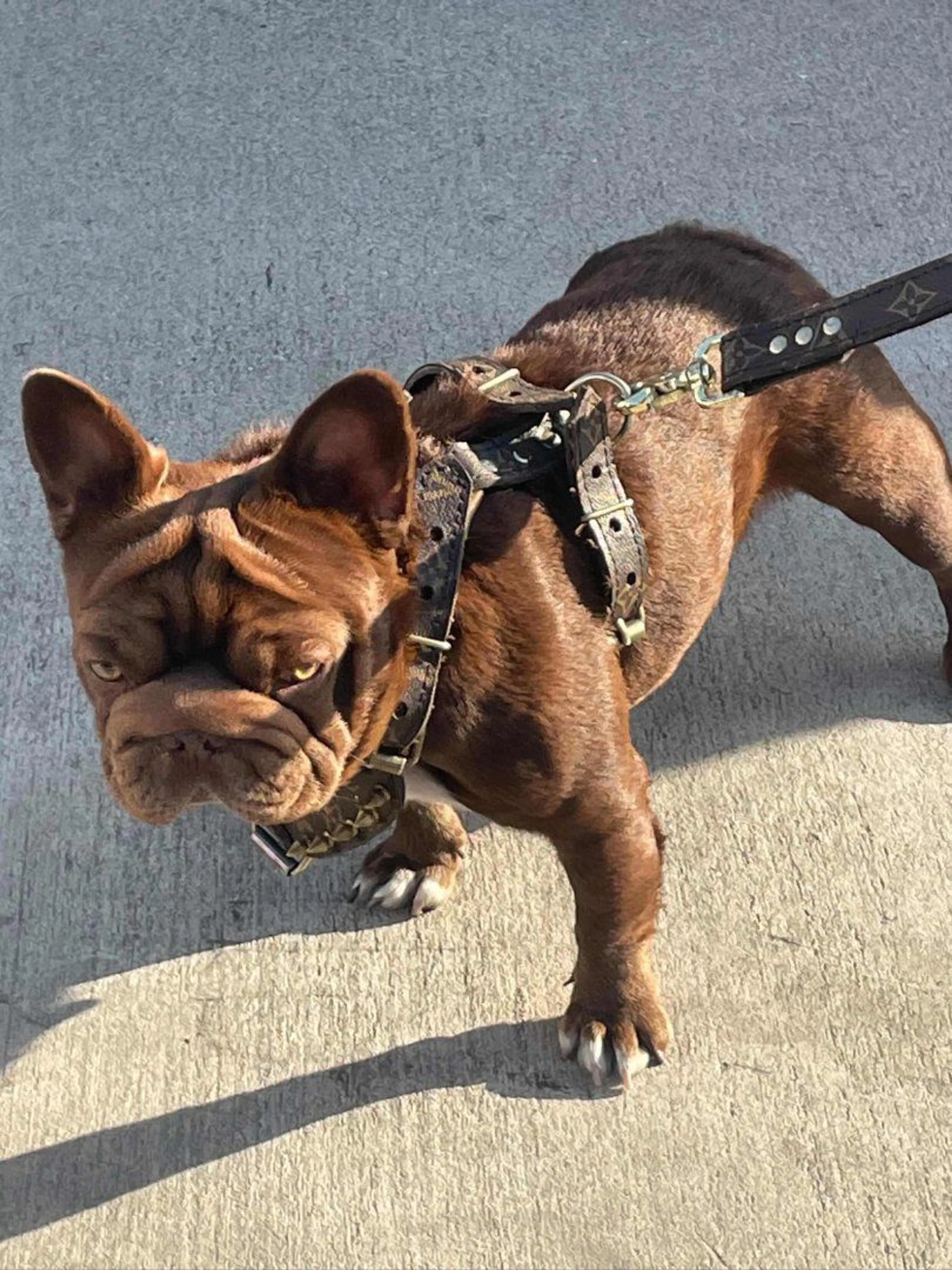 Lost pet-1