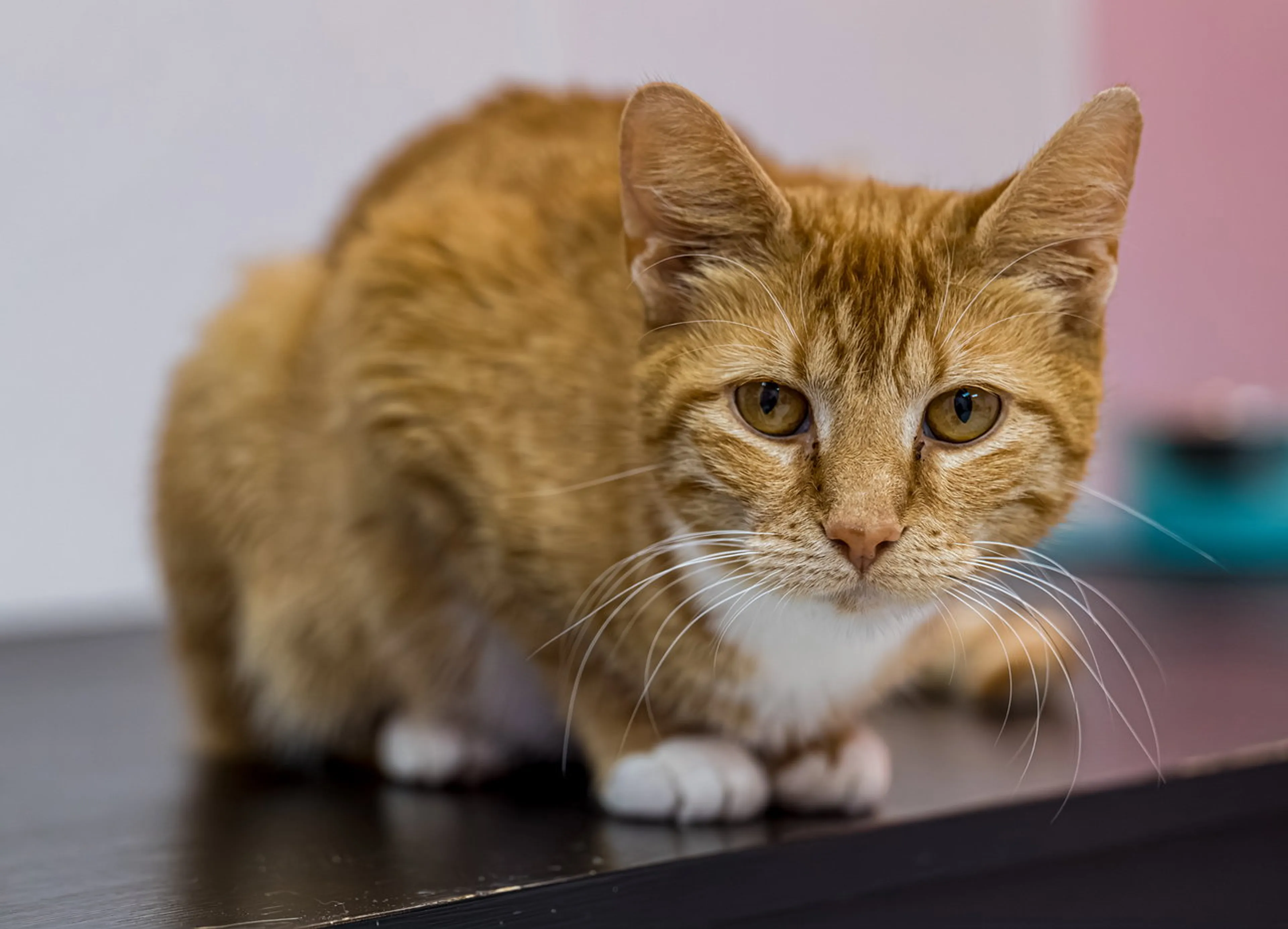 Found pet-1