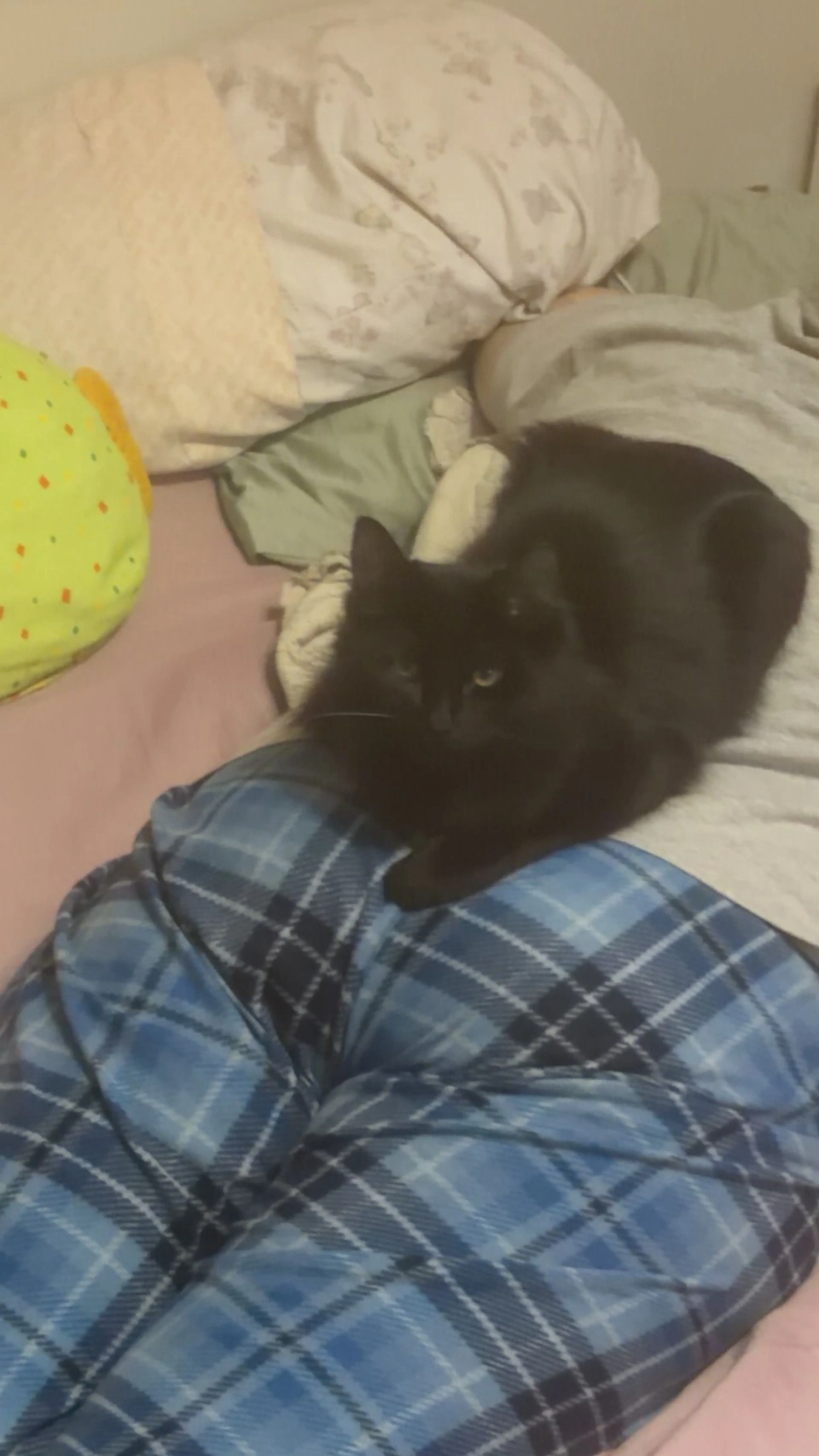 Lost pet-2