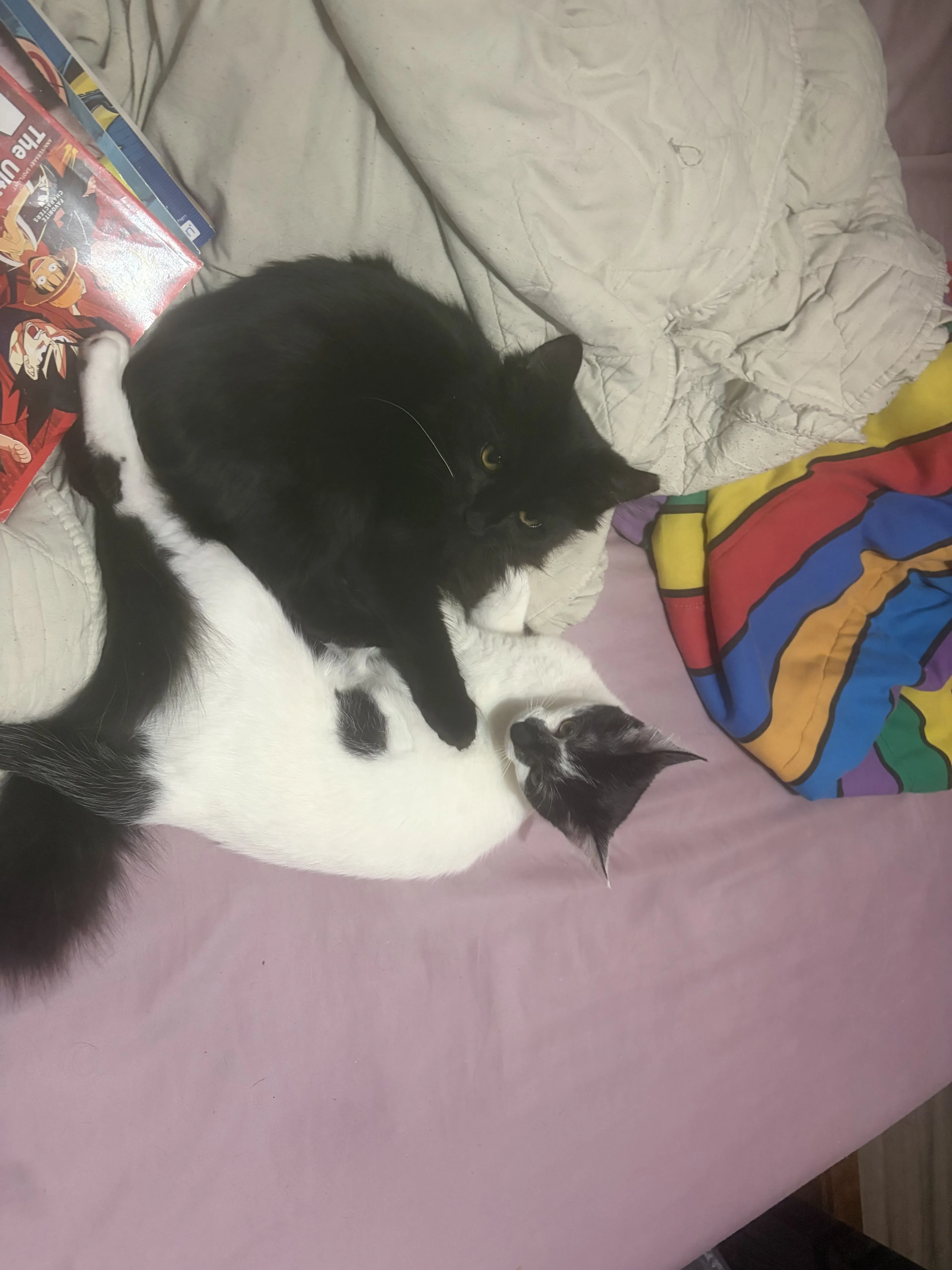 Lost pet-1