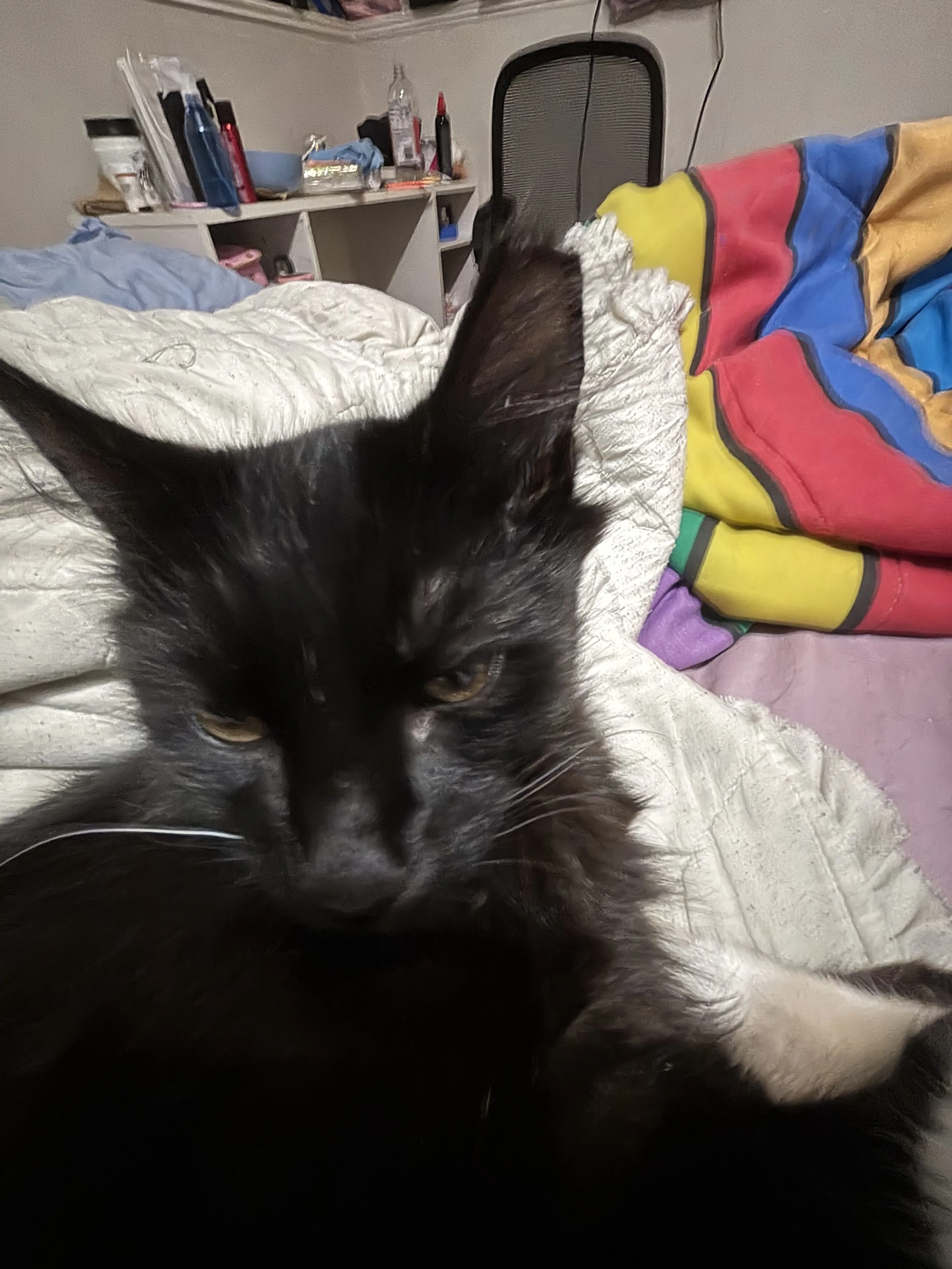 Lost pet-4