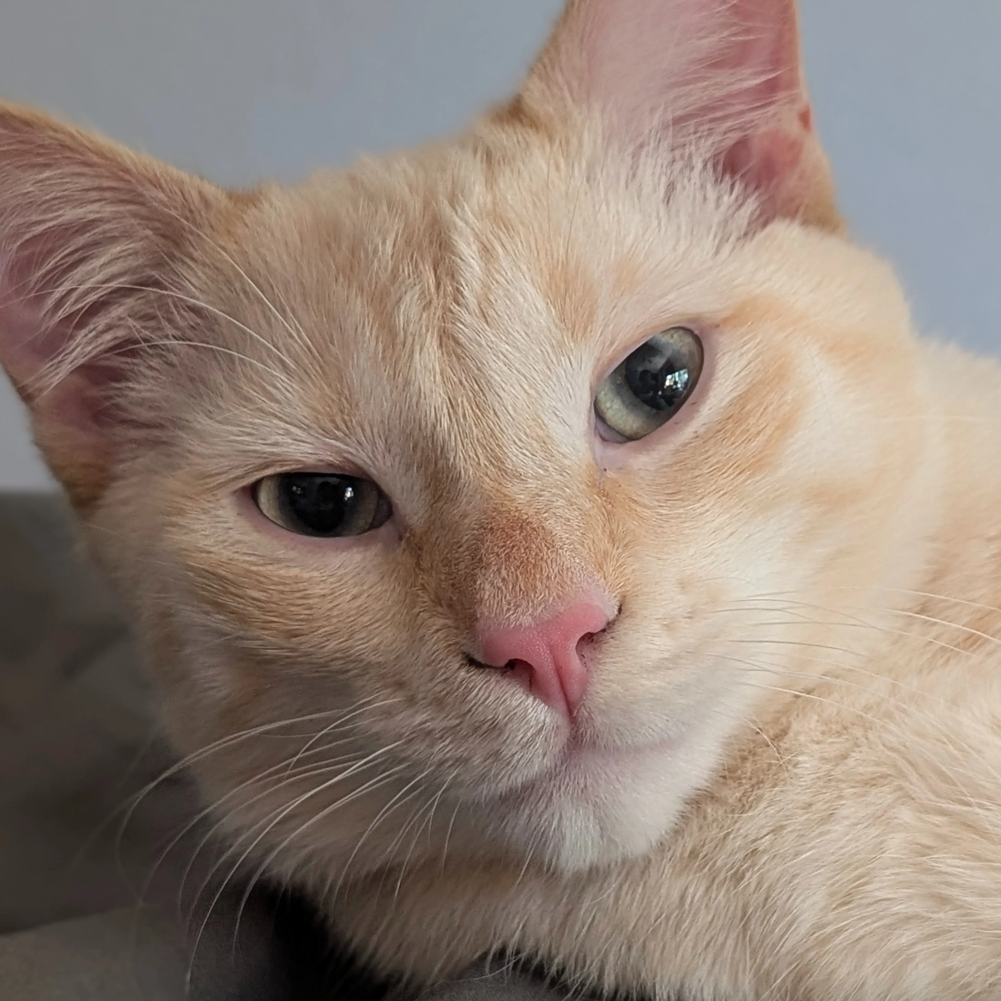 Lost pet-2