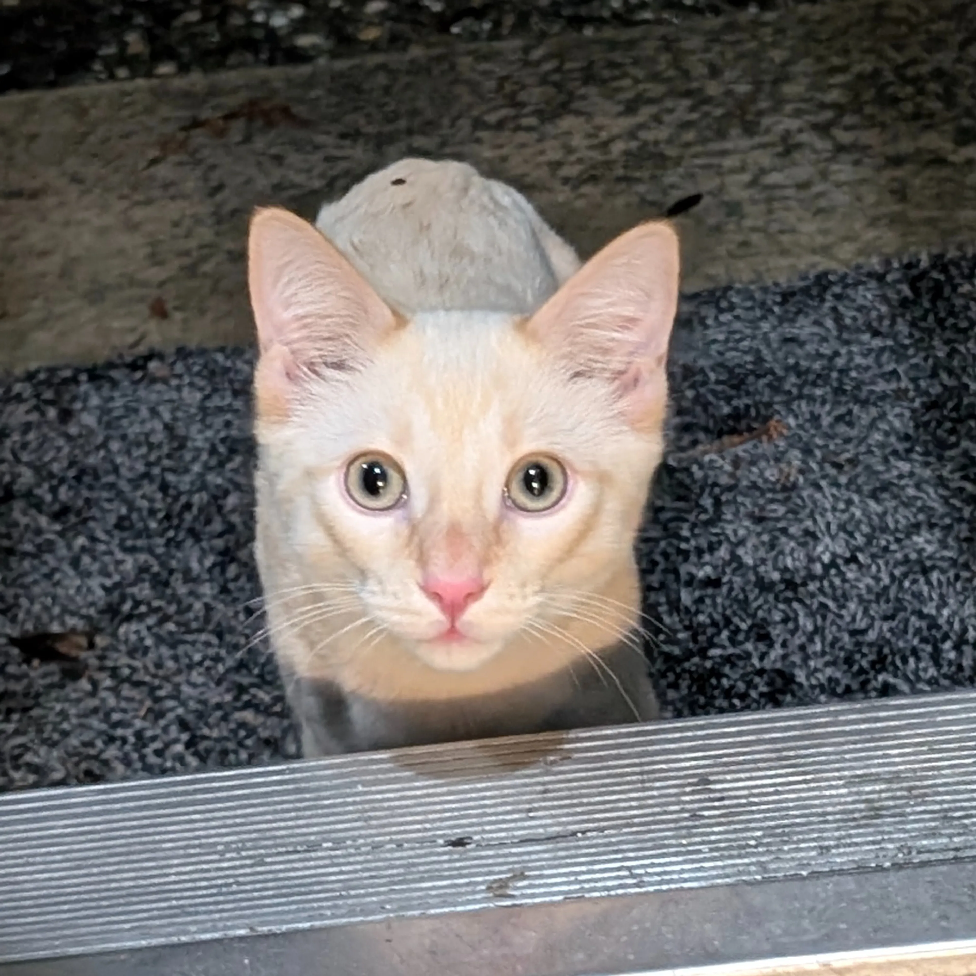 Lost pet-3