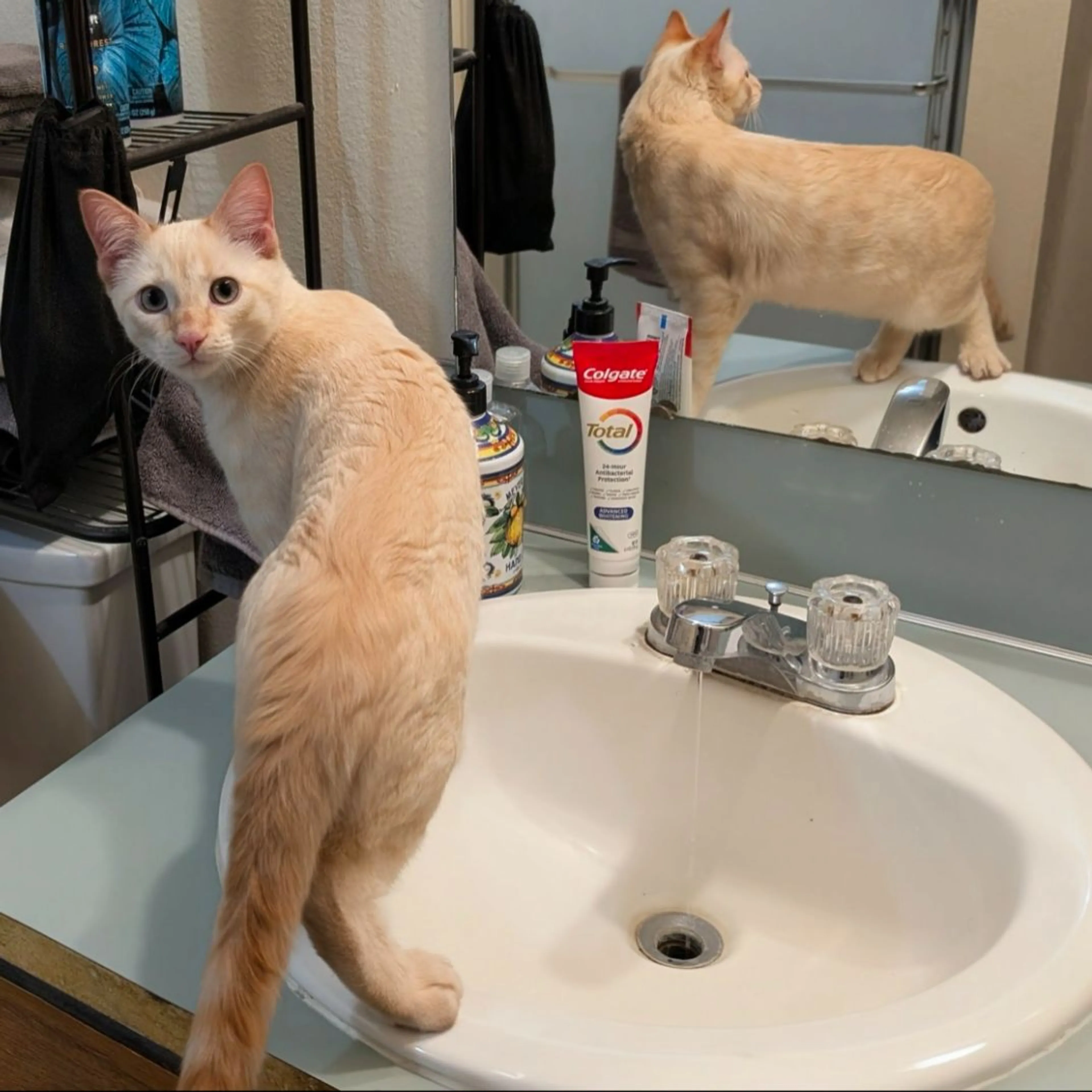 Lost pet-0