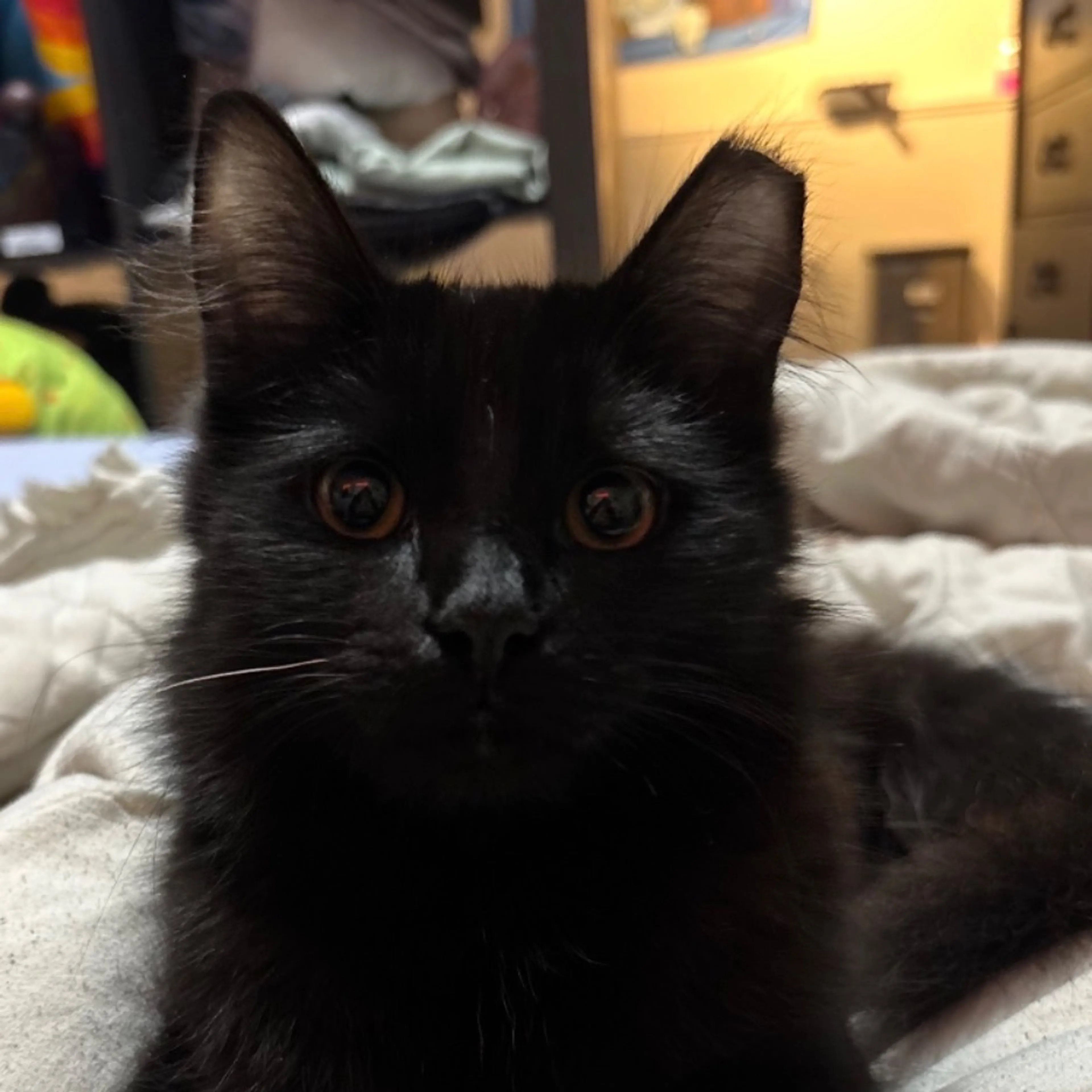 Lost pet