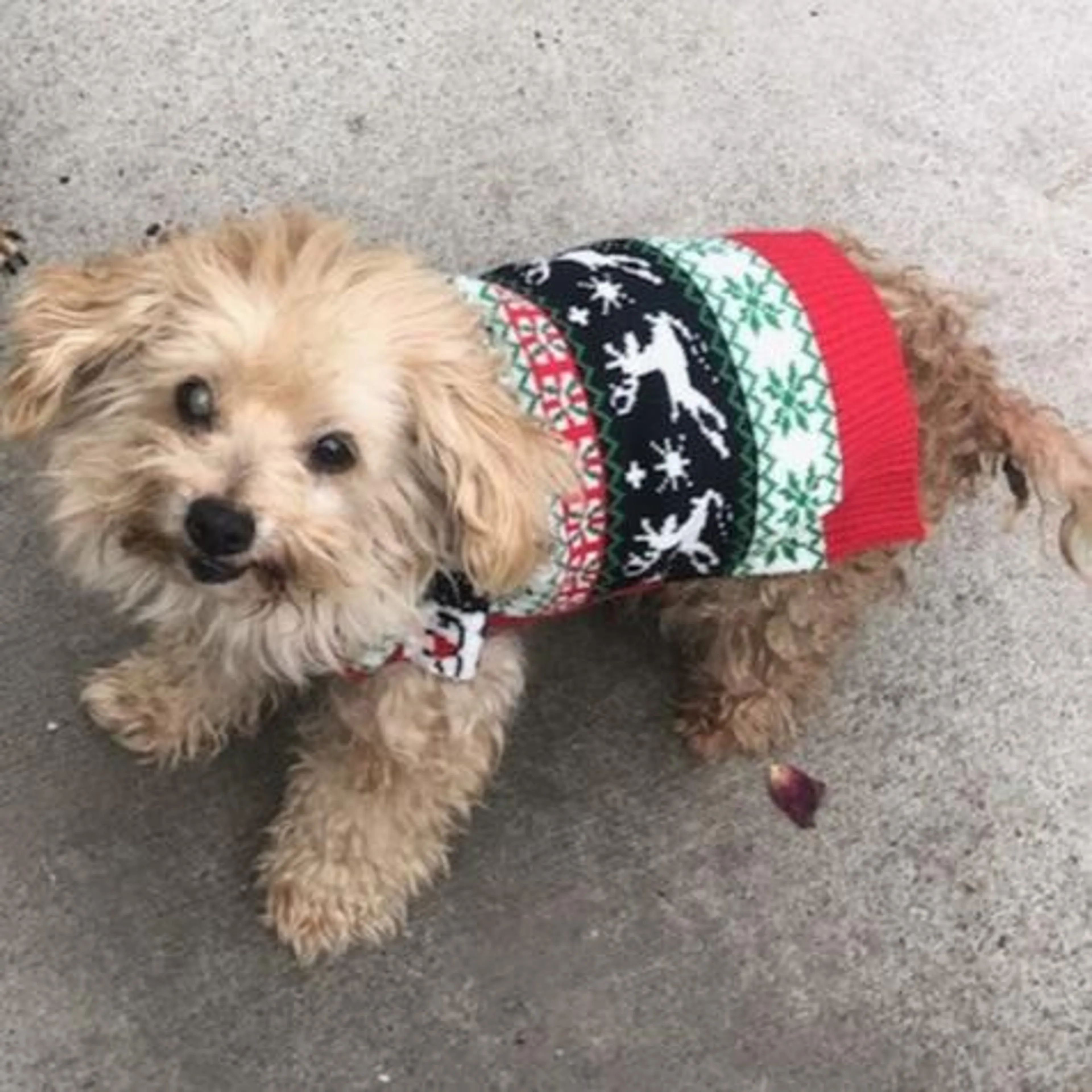 Lost pet