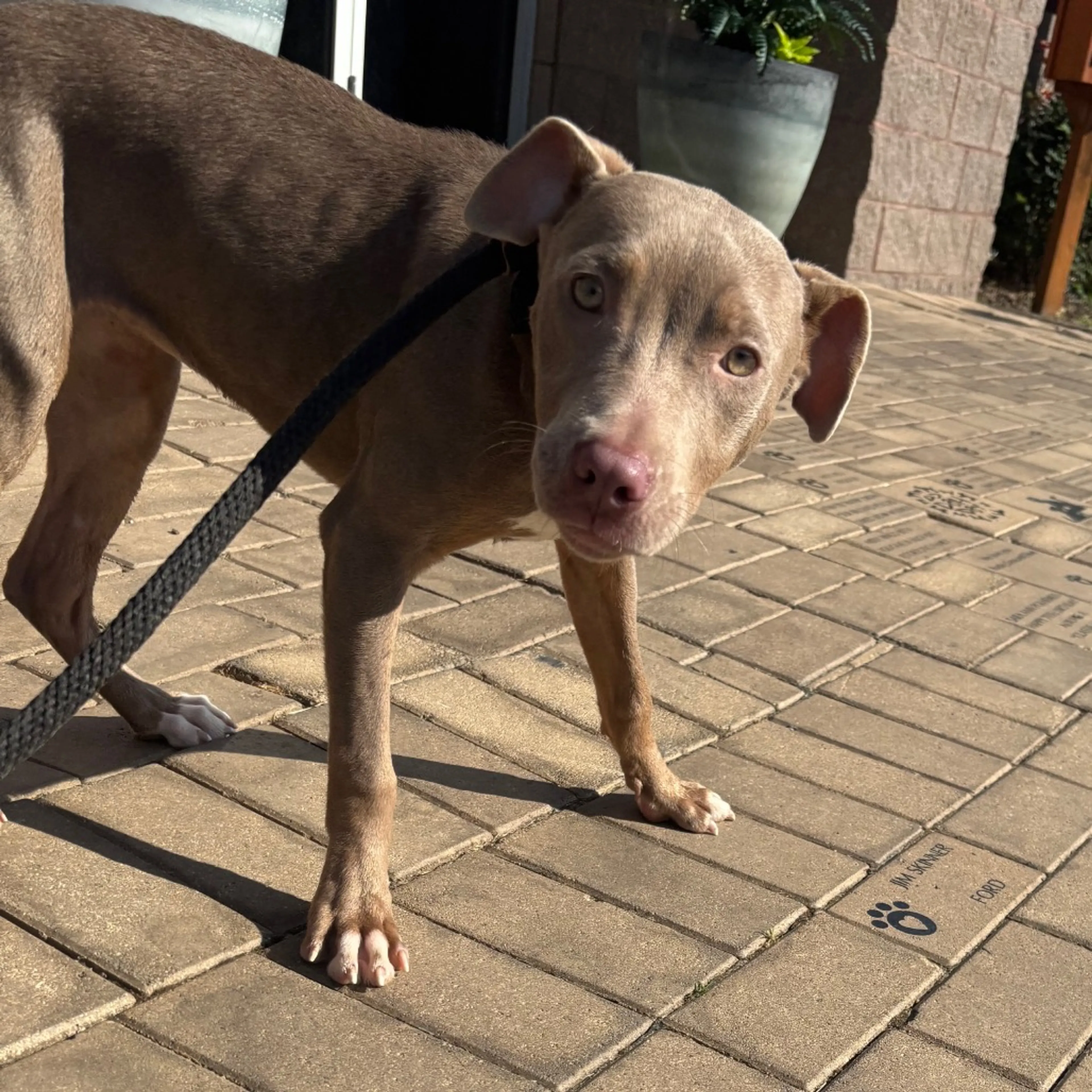 Found pet-2