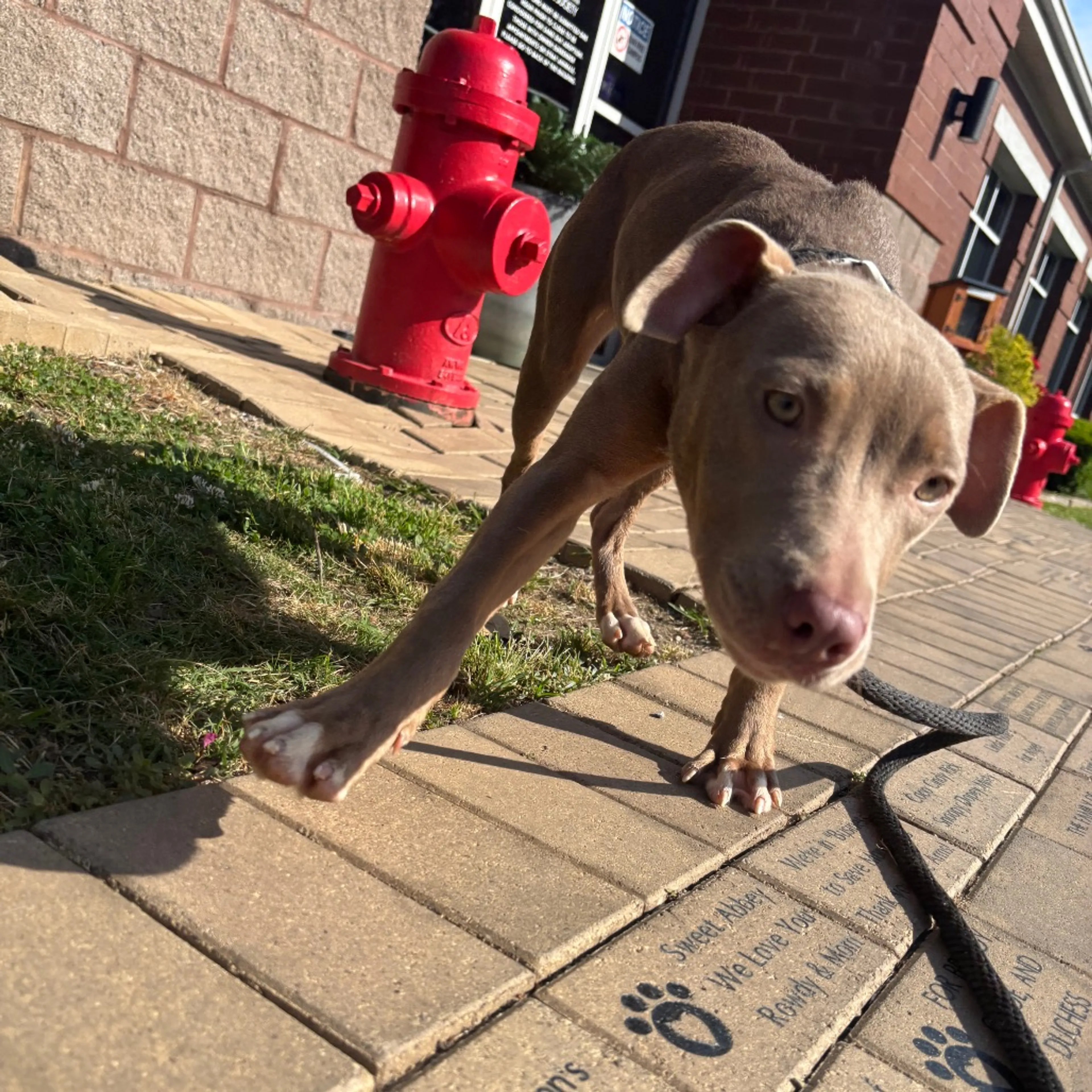 Found pet-1
