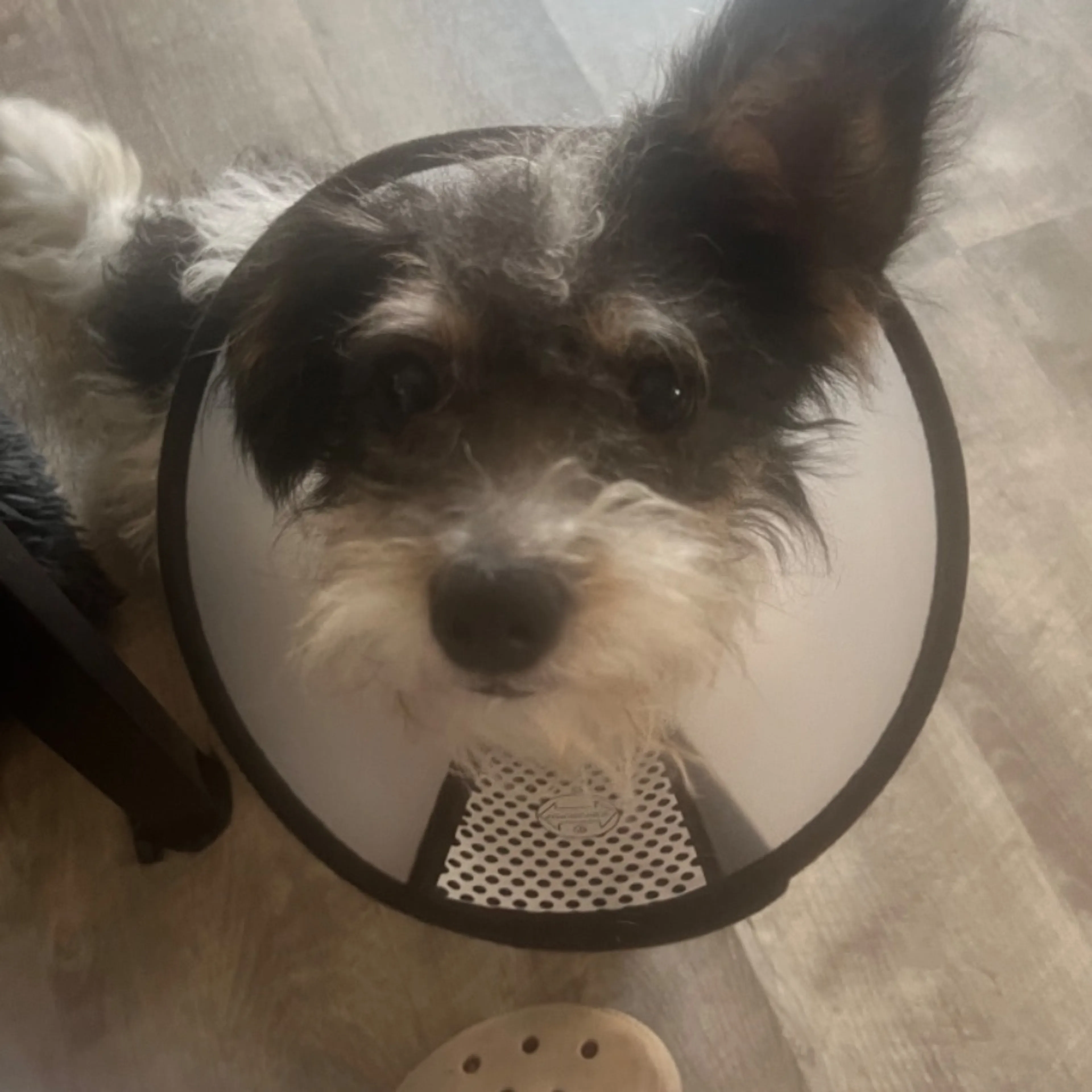 Lost pet