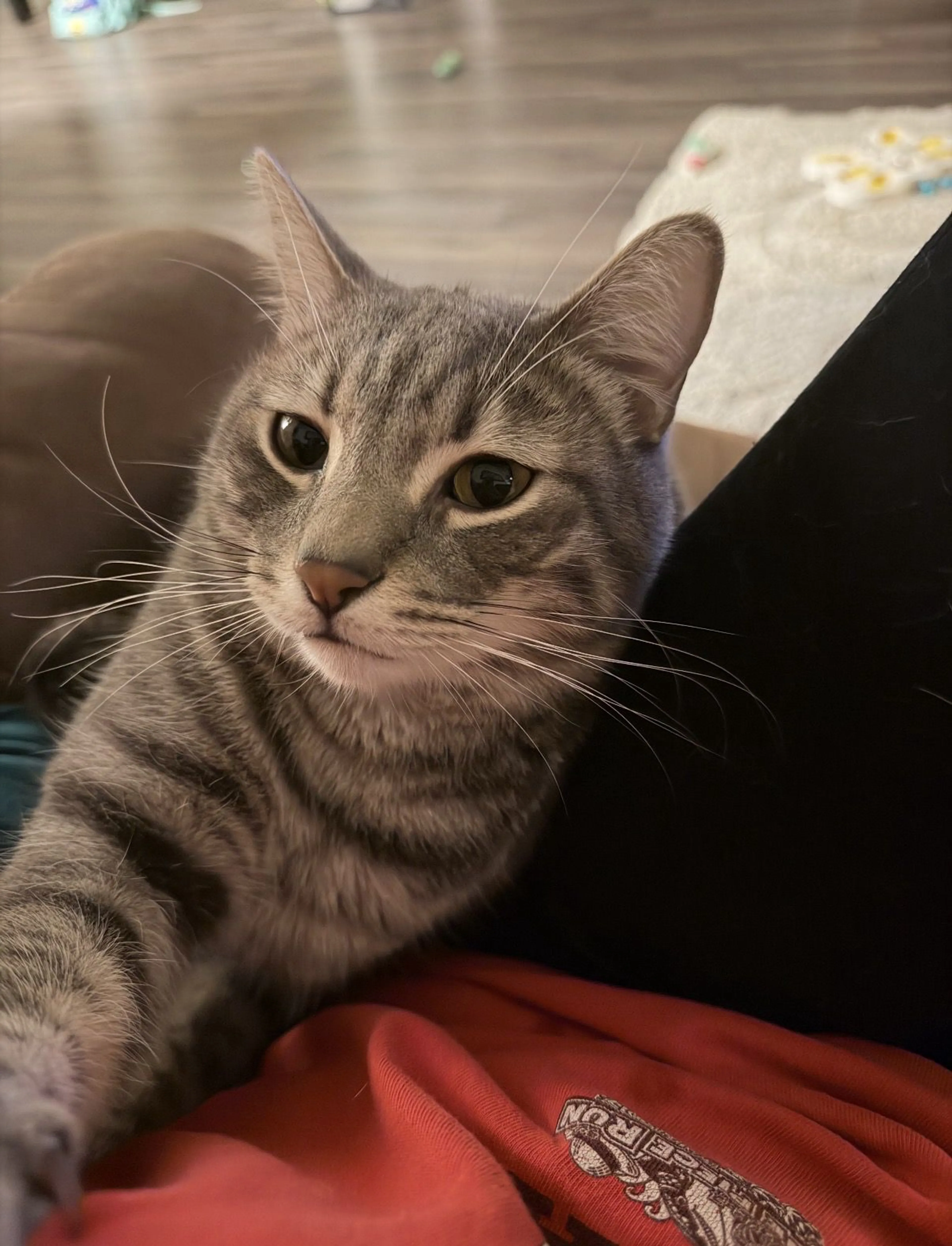 Lost pet-1