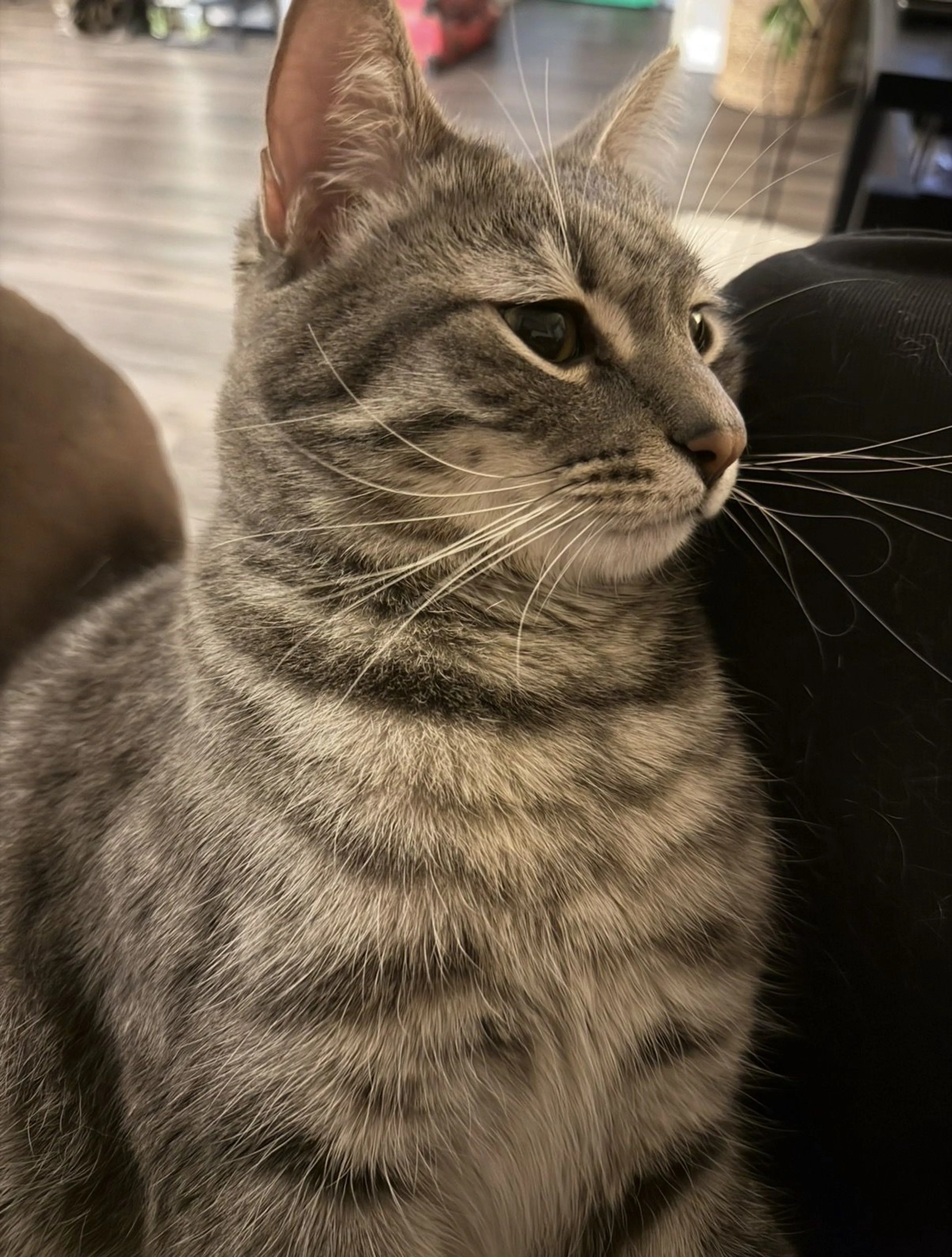 Lost pet-2