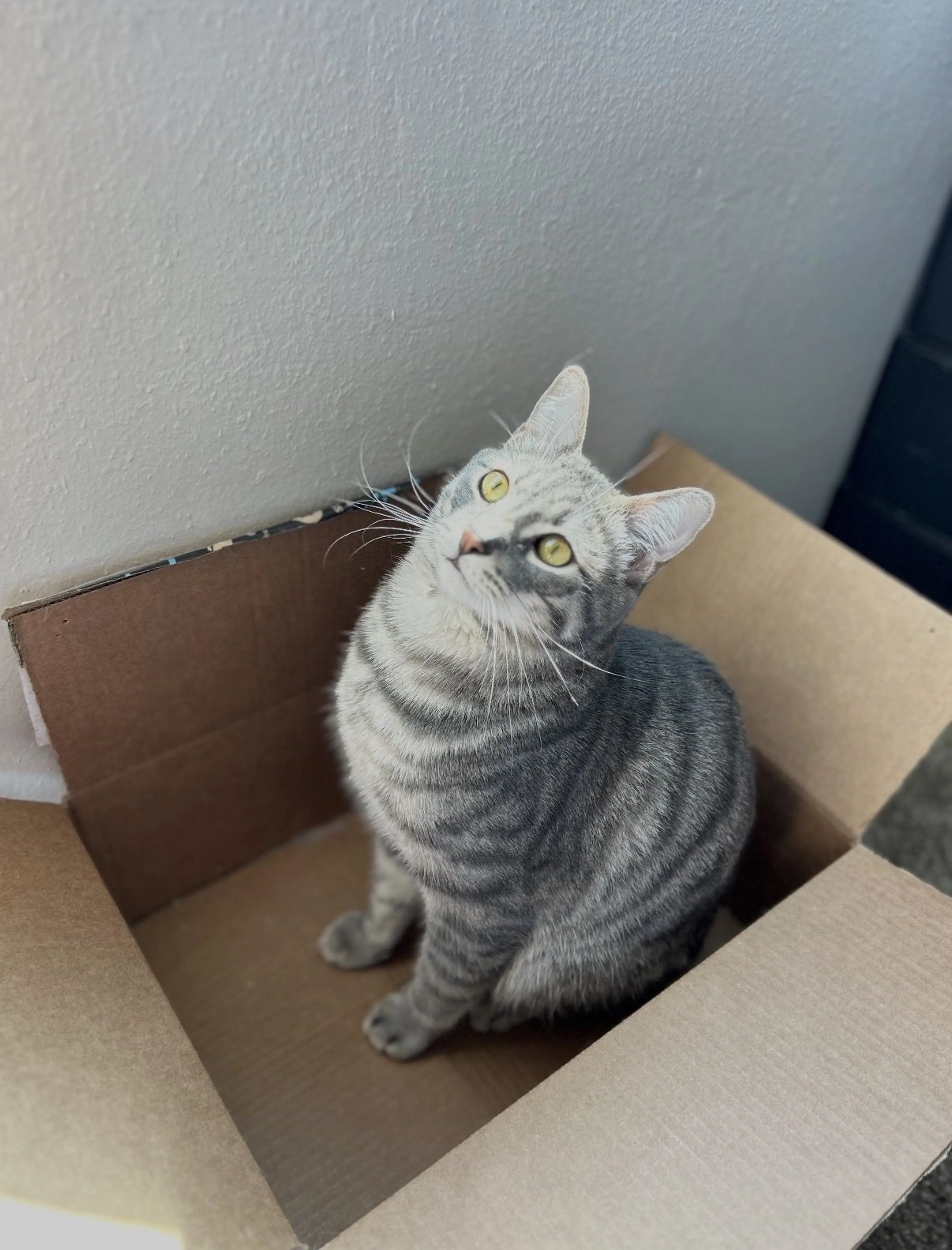Lost pet-0
