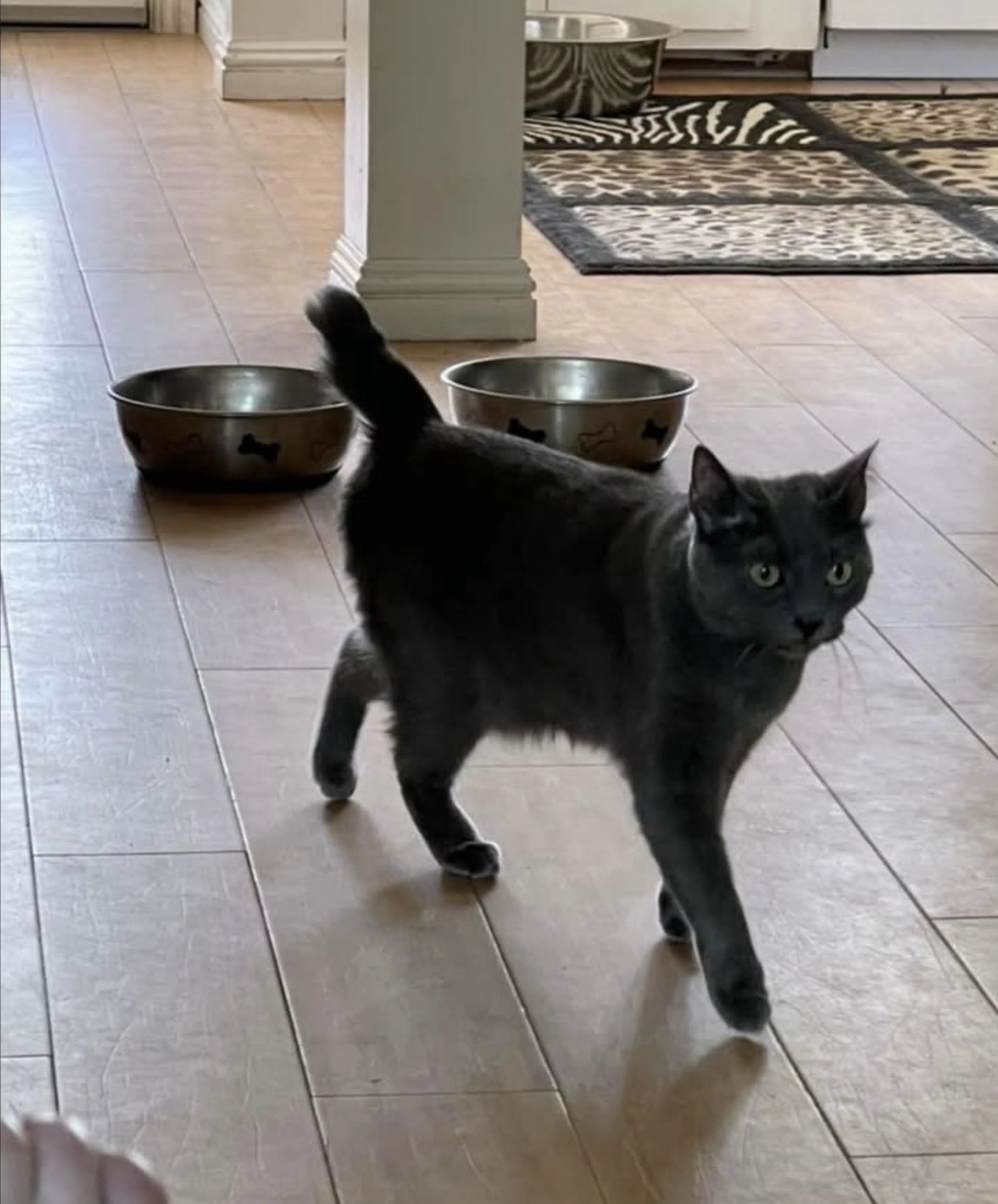 Lost pet-1