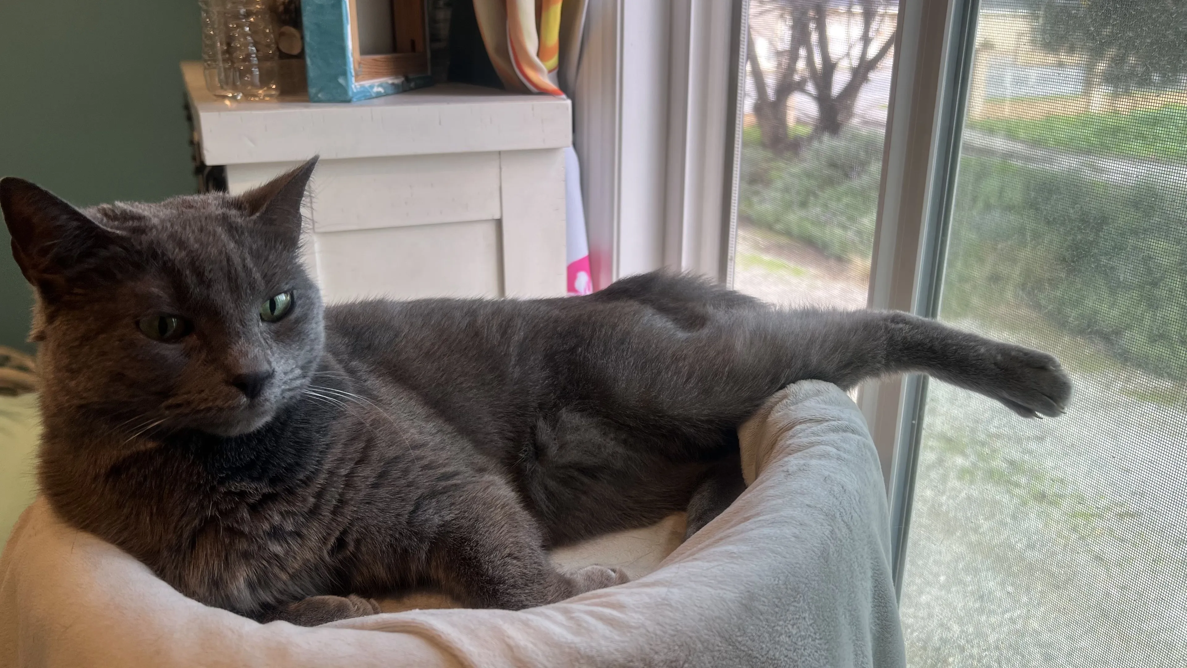 Lost pet-2