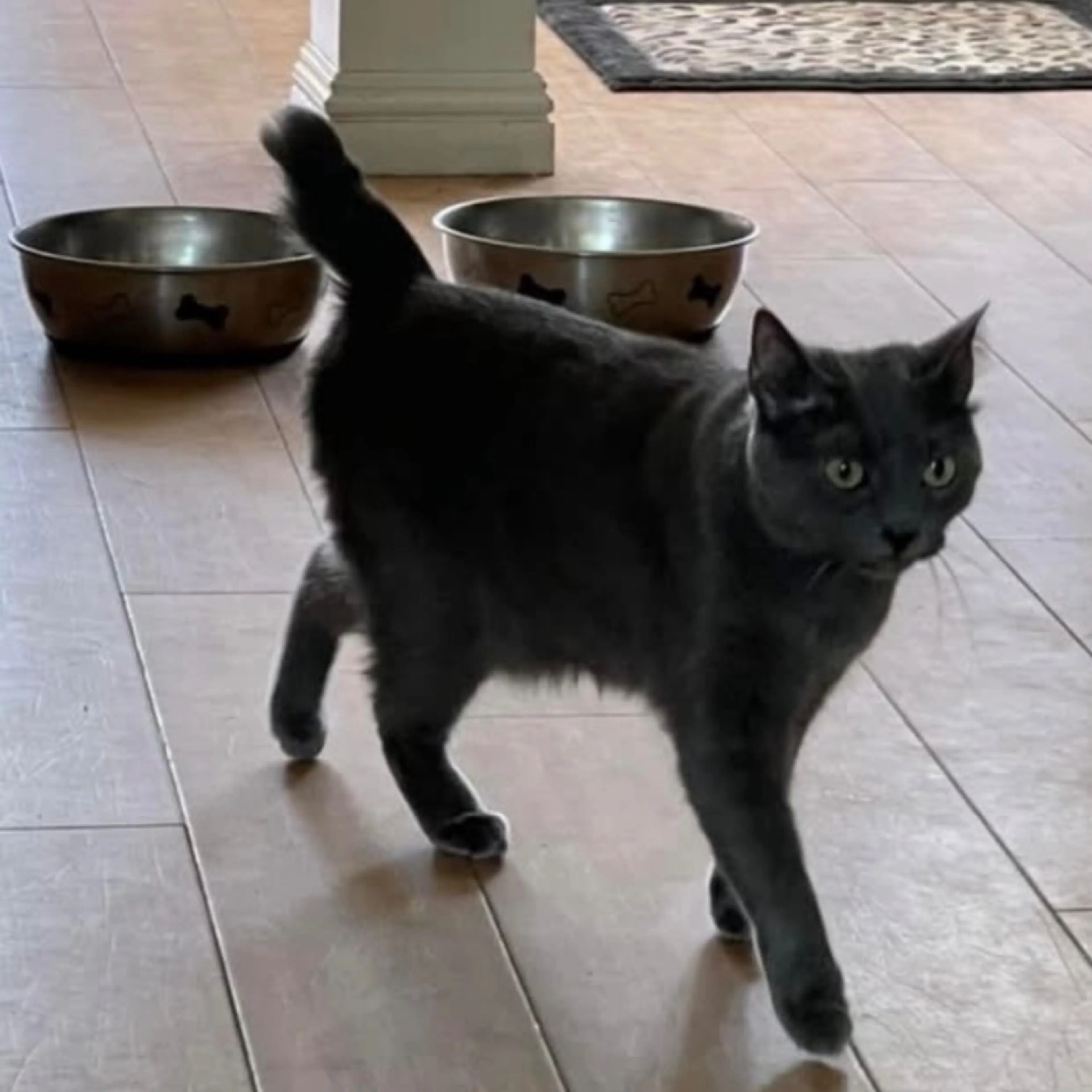 Lost pet