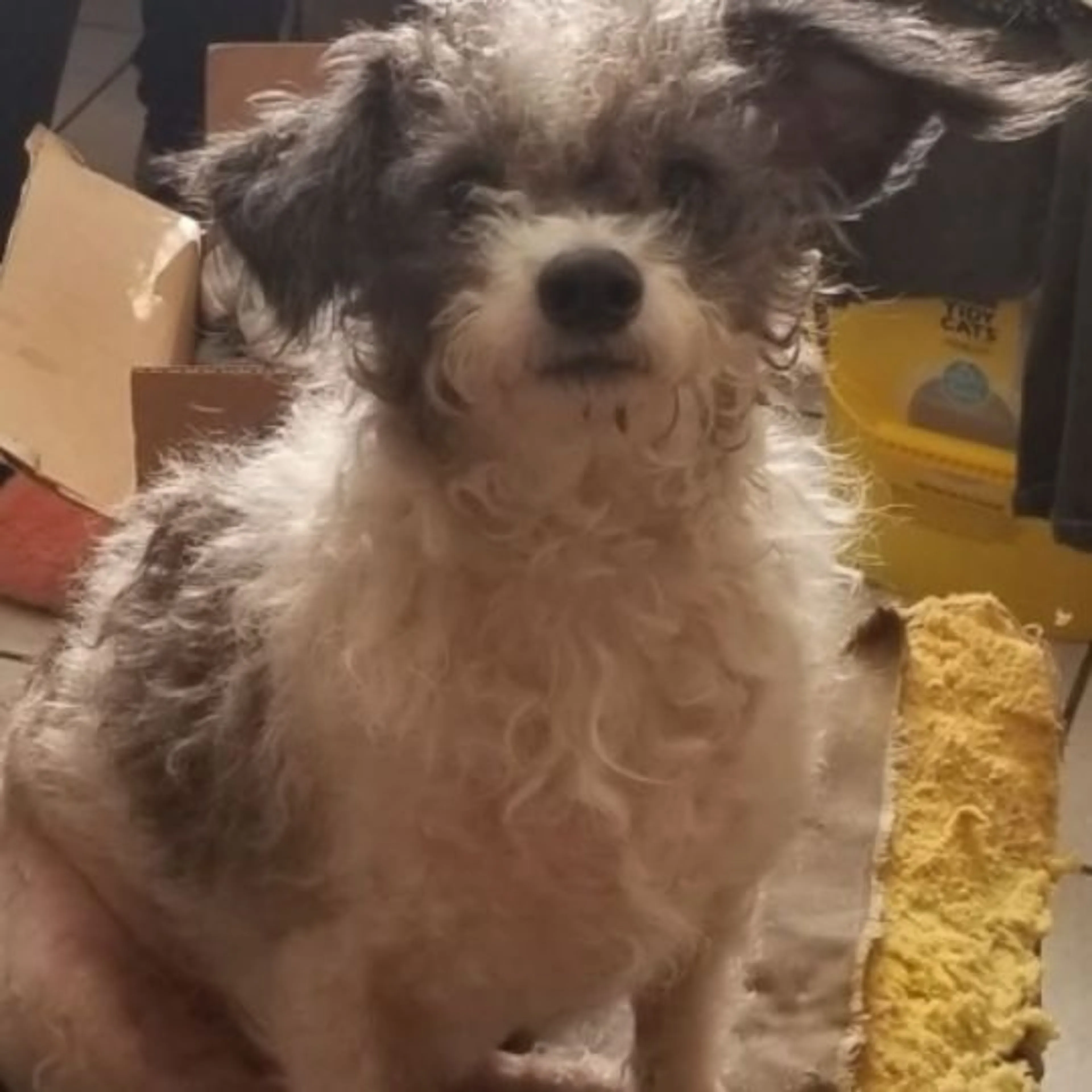 Lost pet