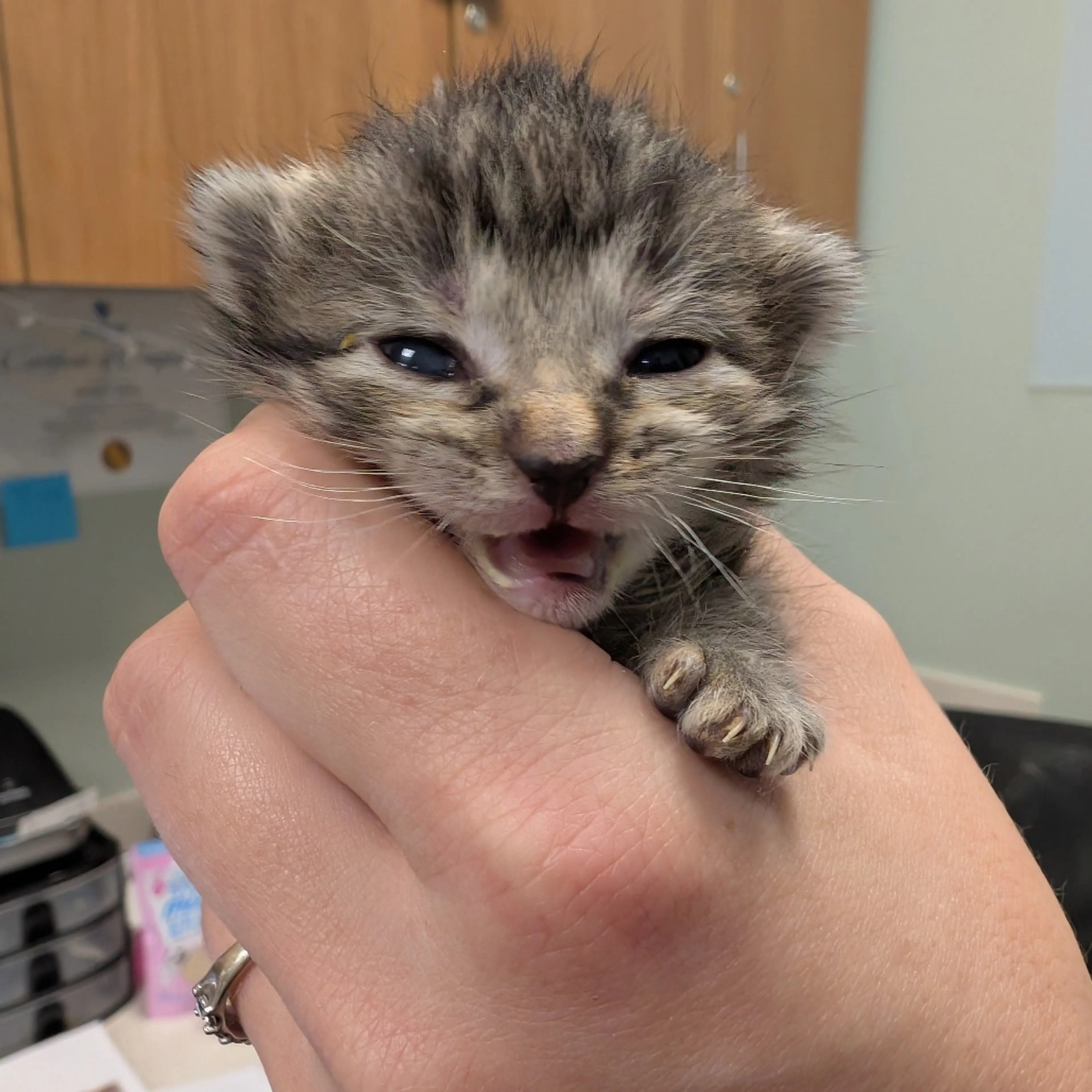 Found pet-1