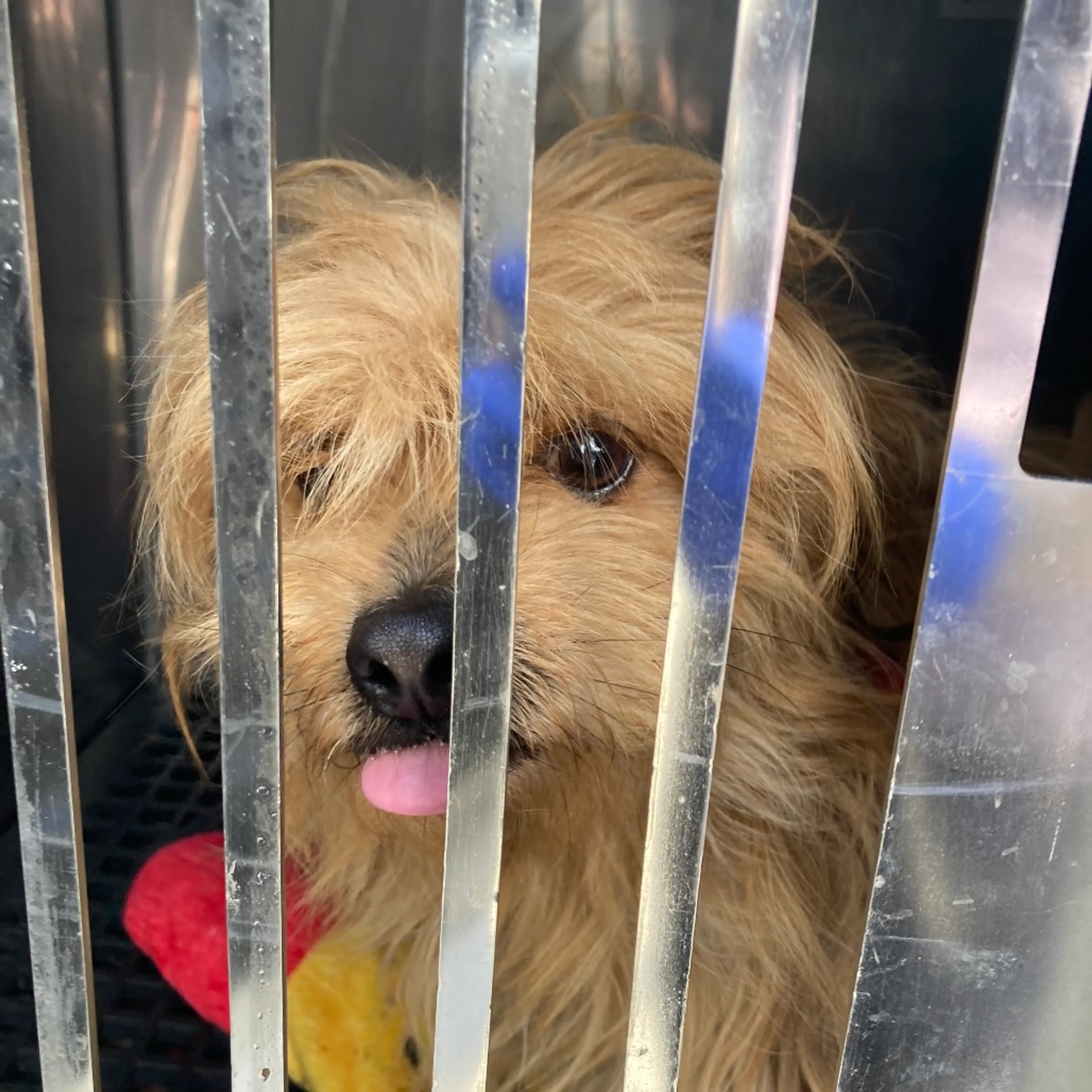 Found pet-1