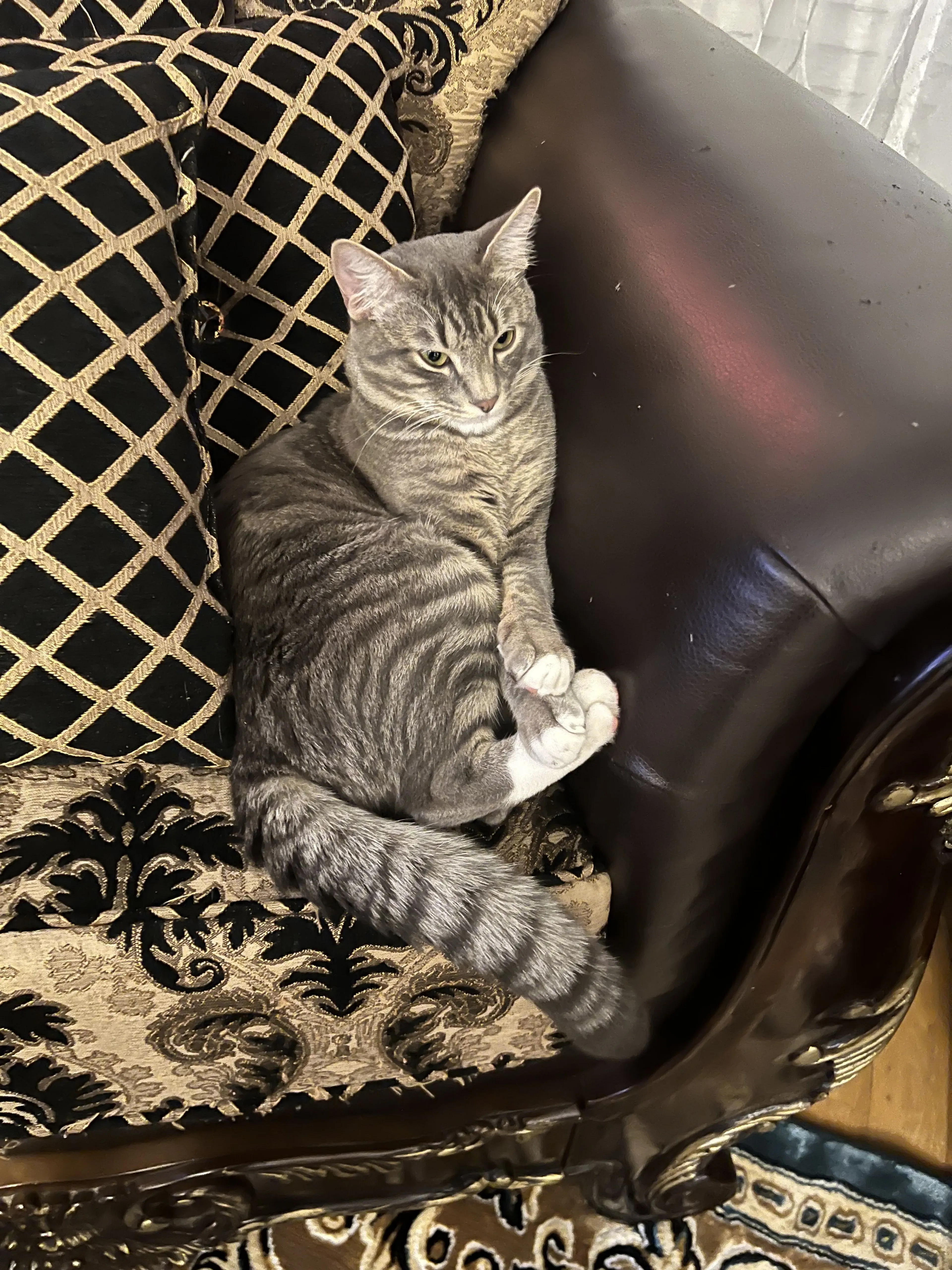 Lost pet