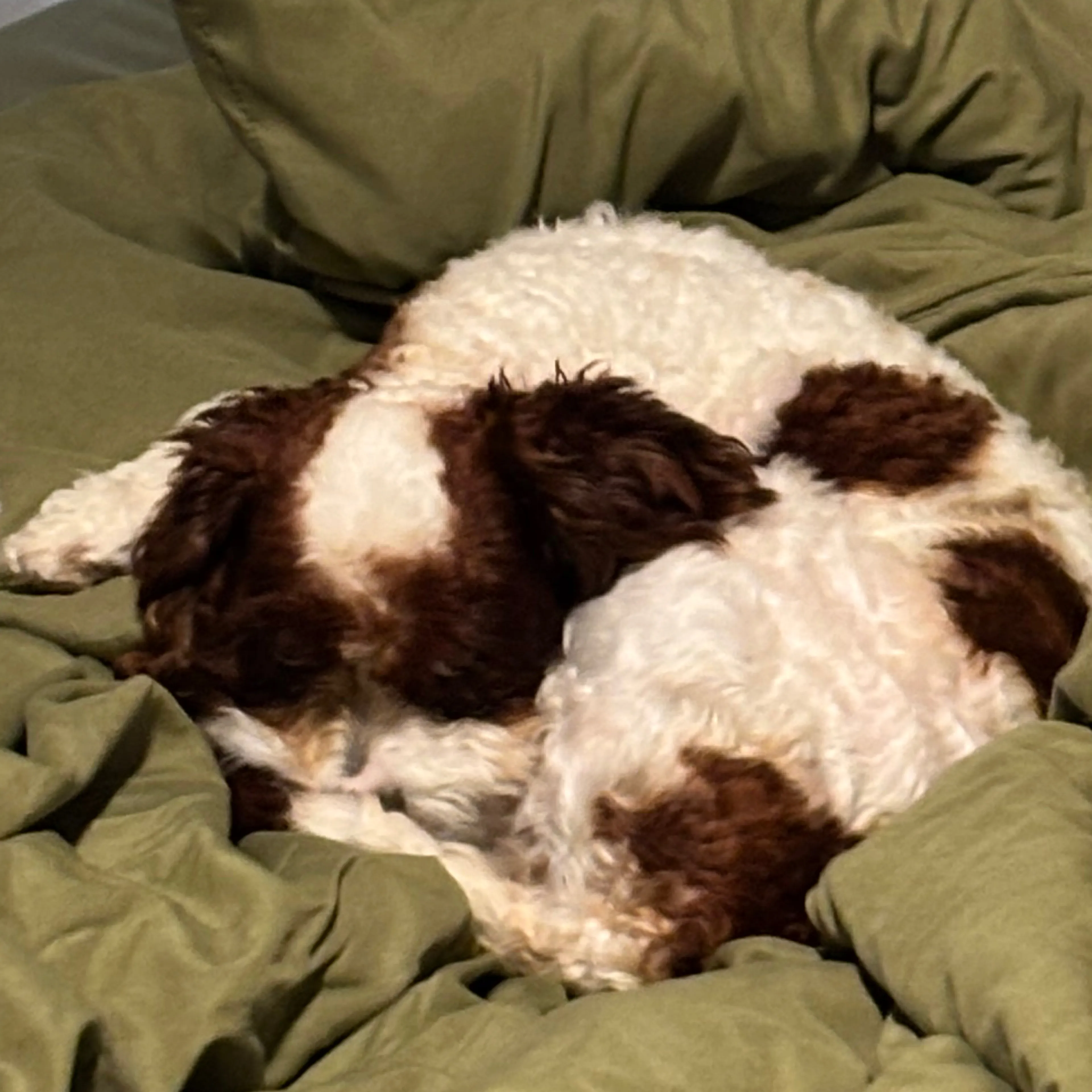Lost pet-3
