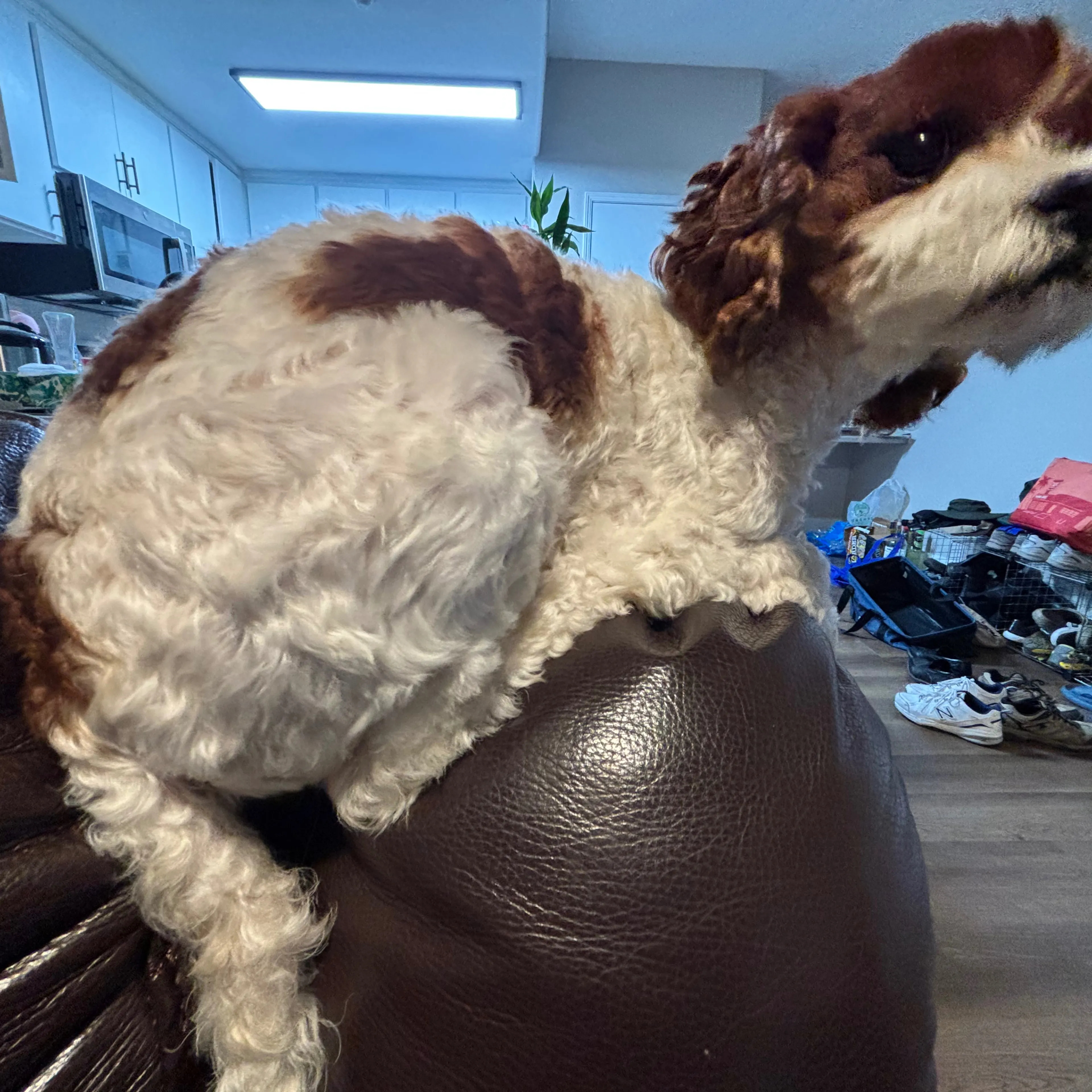 Lost pet-1