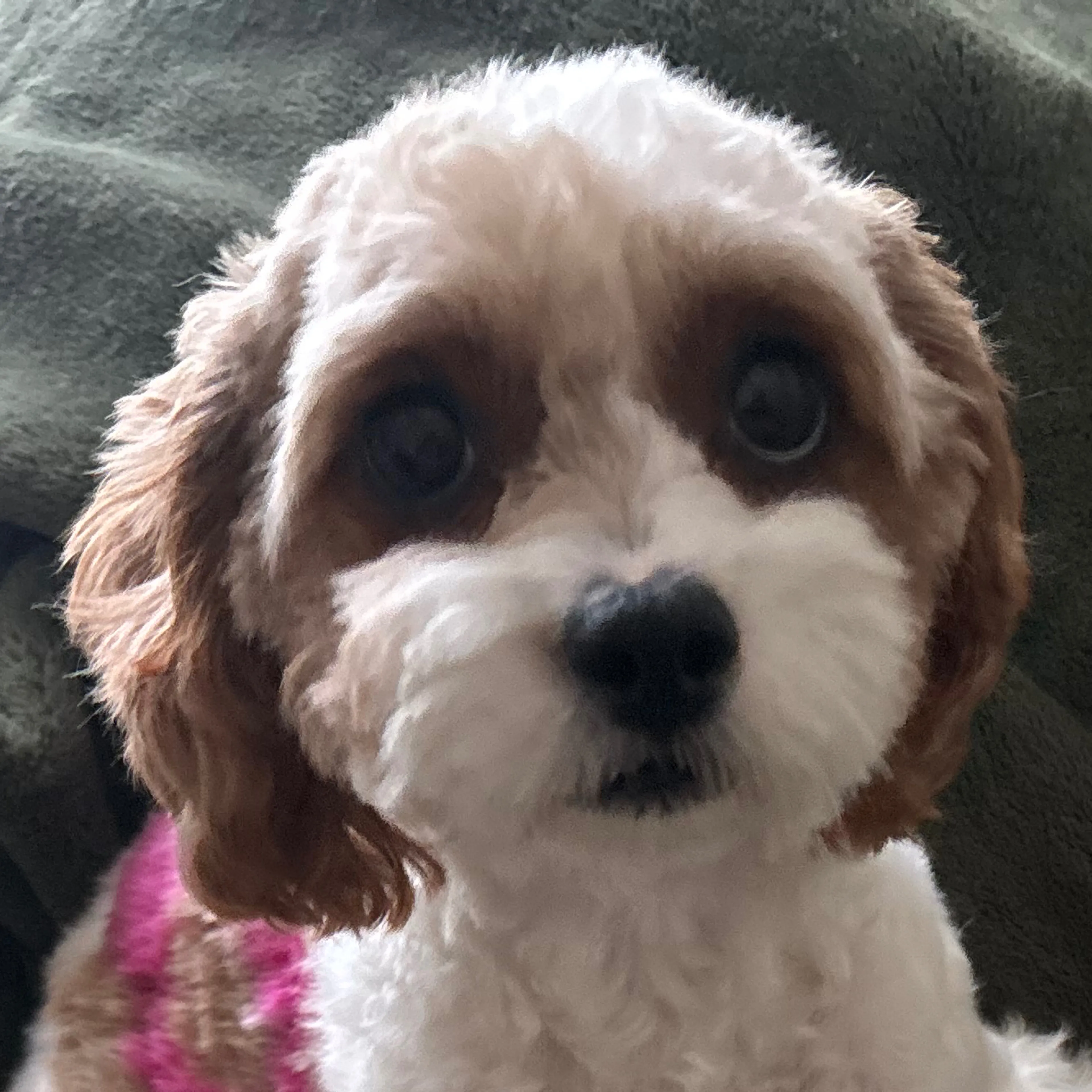Lost pet-2