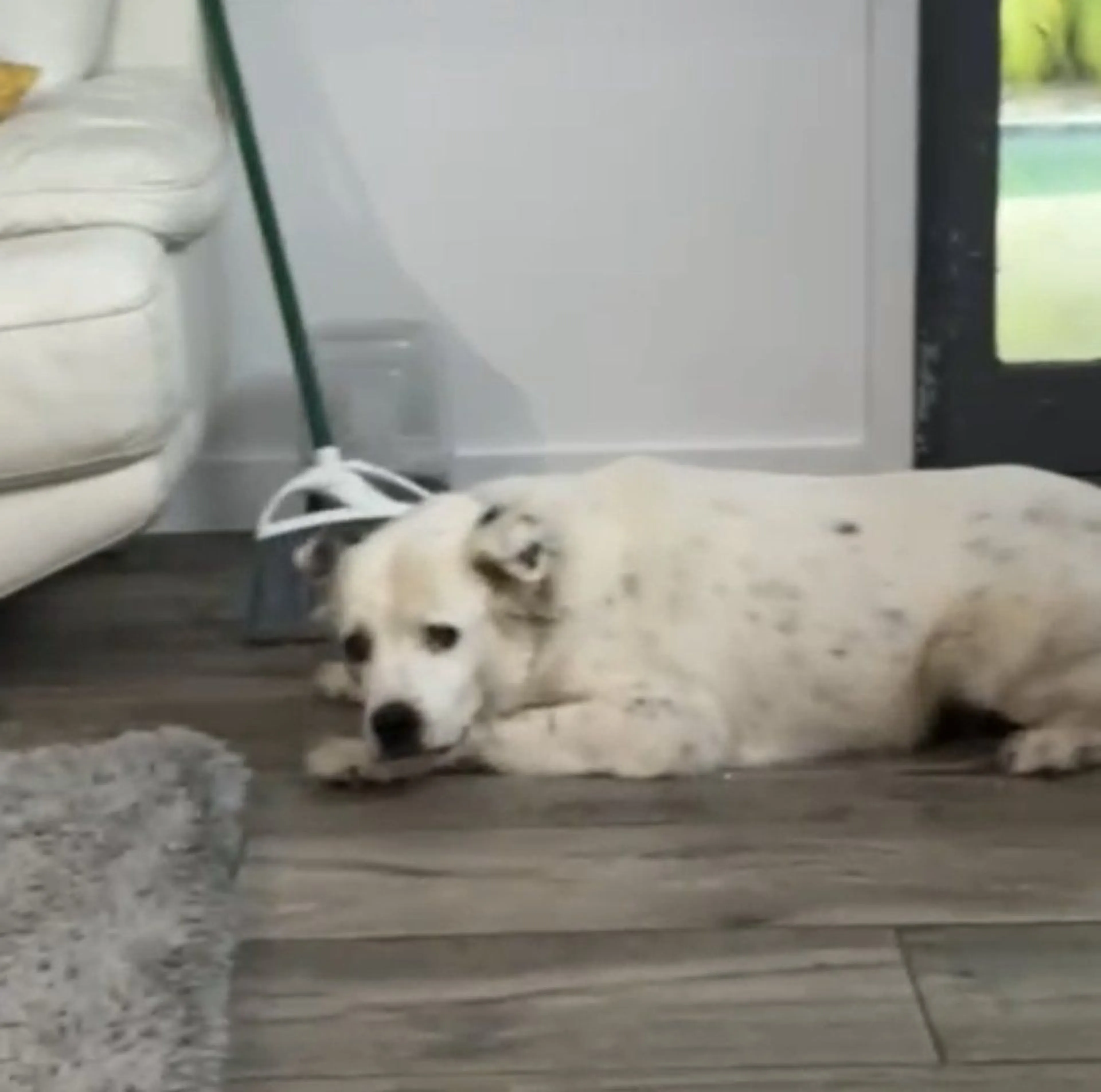 Lost pet