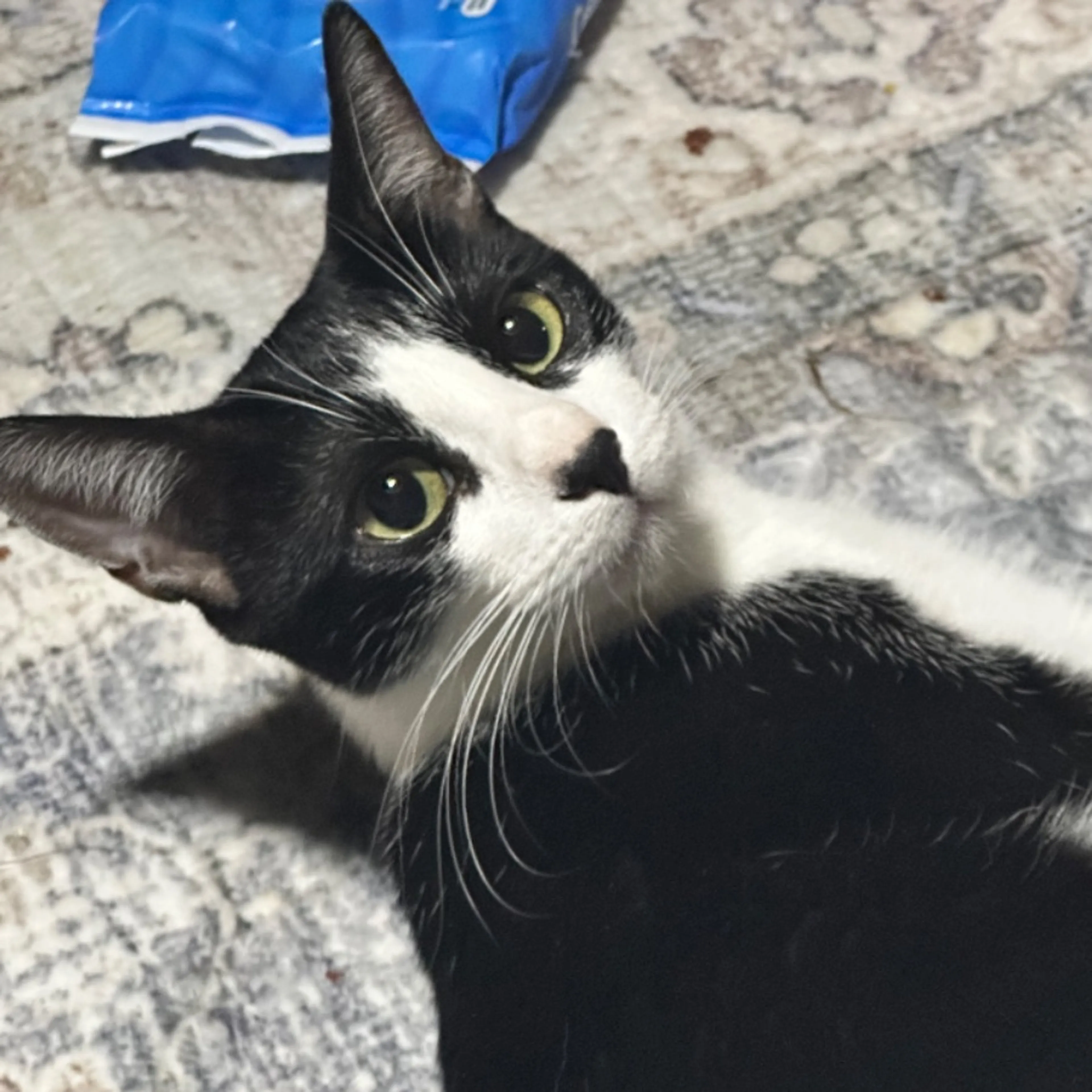 Lost pet