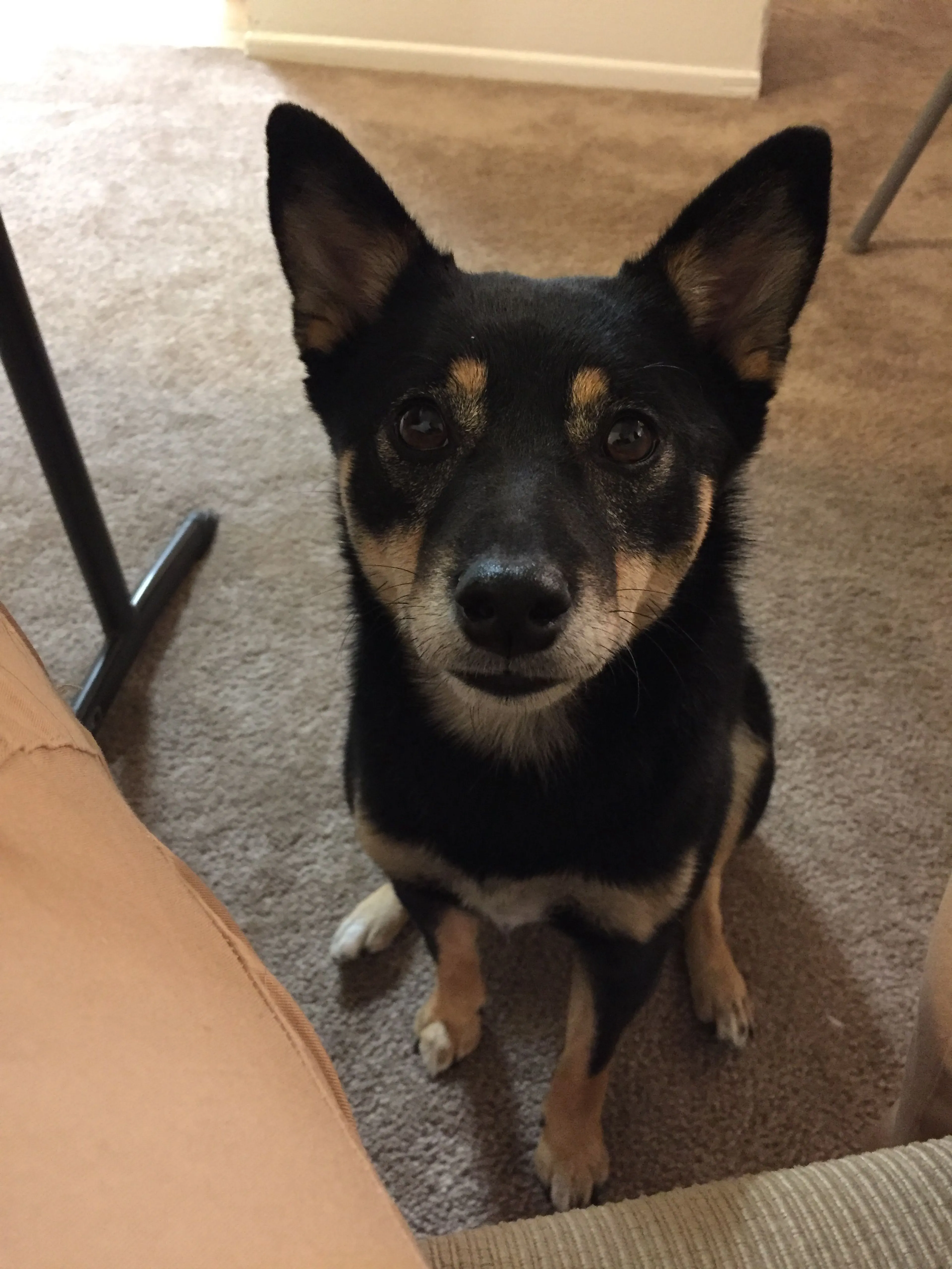 Lost pet