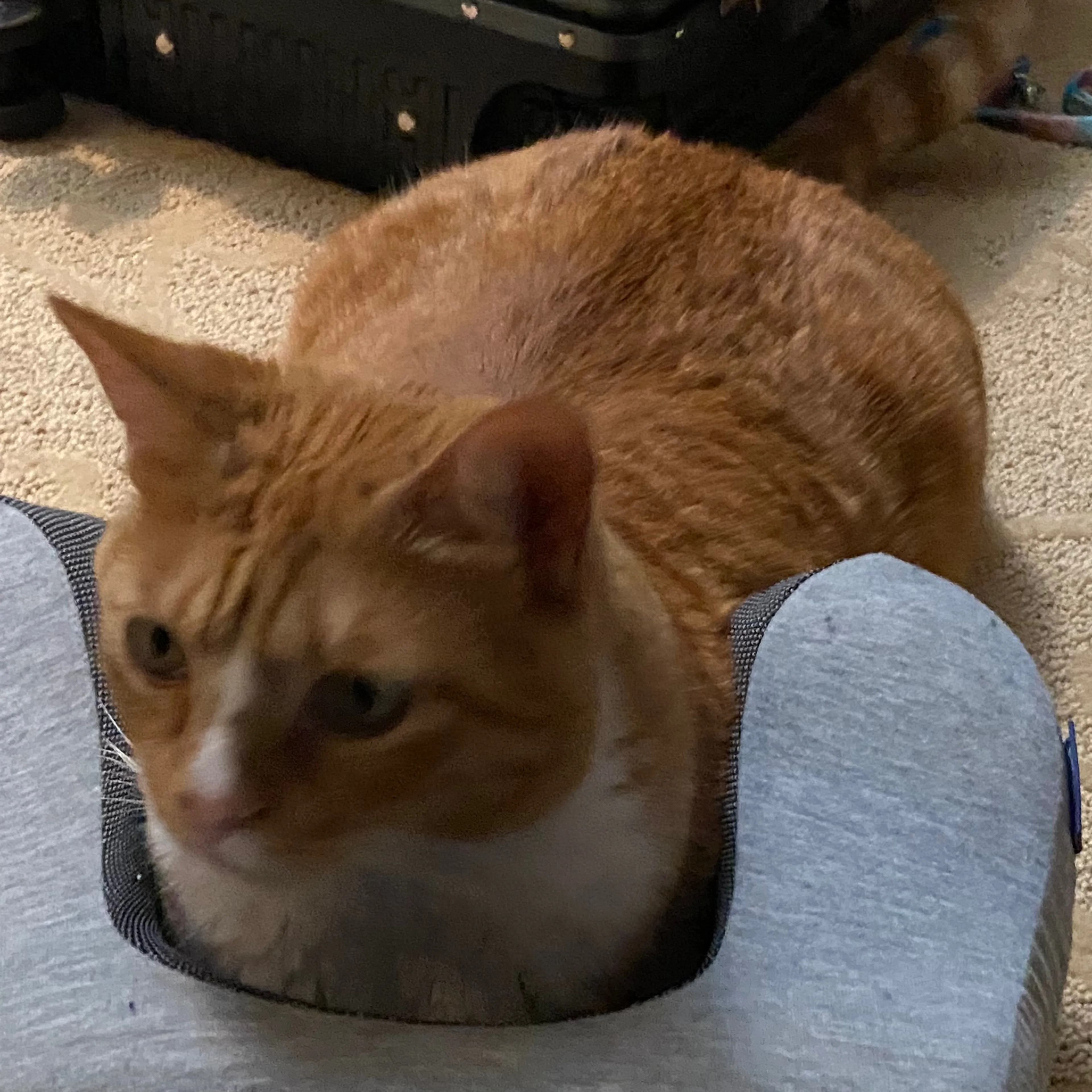 Lost pet-1