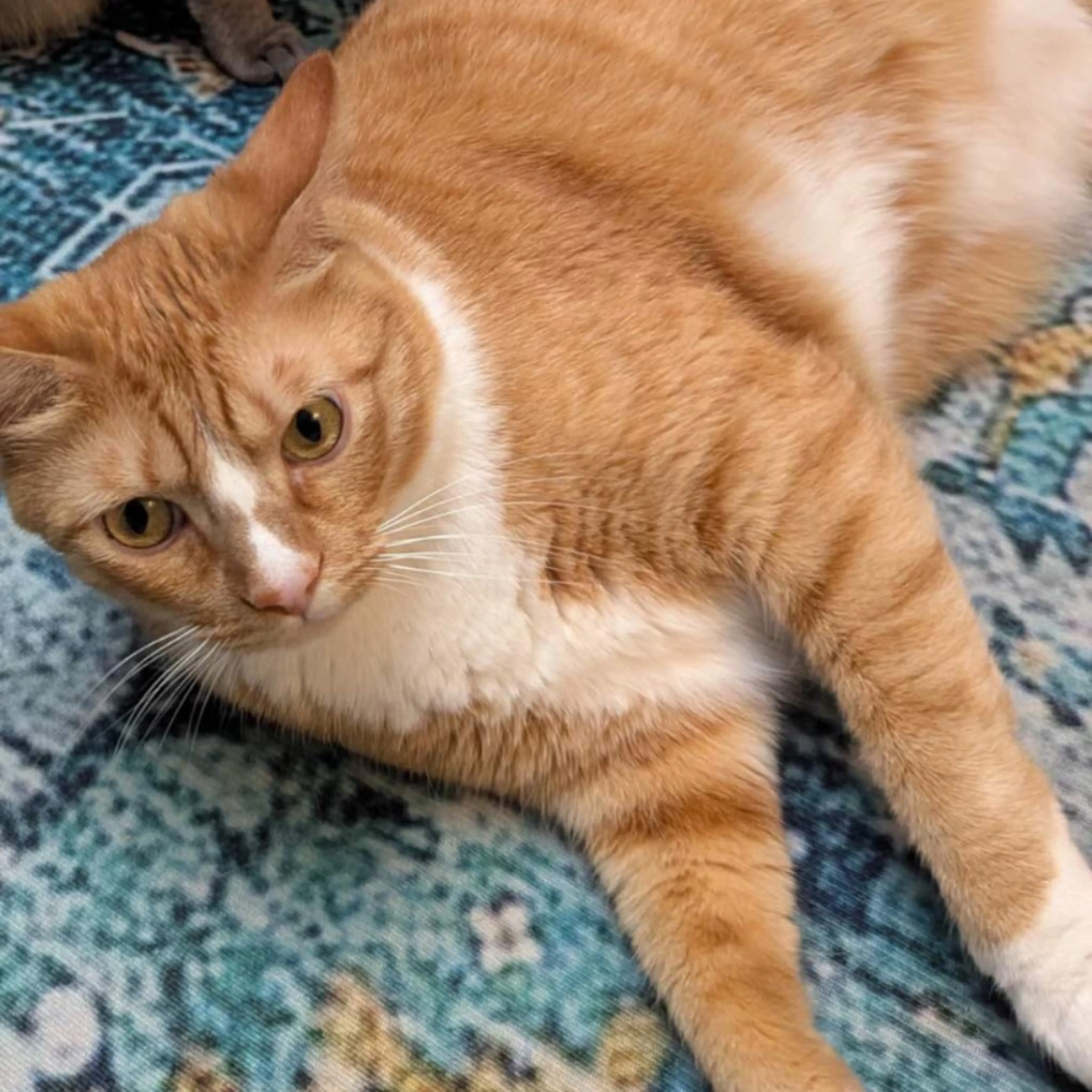 Lost pet-0