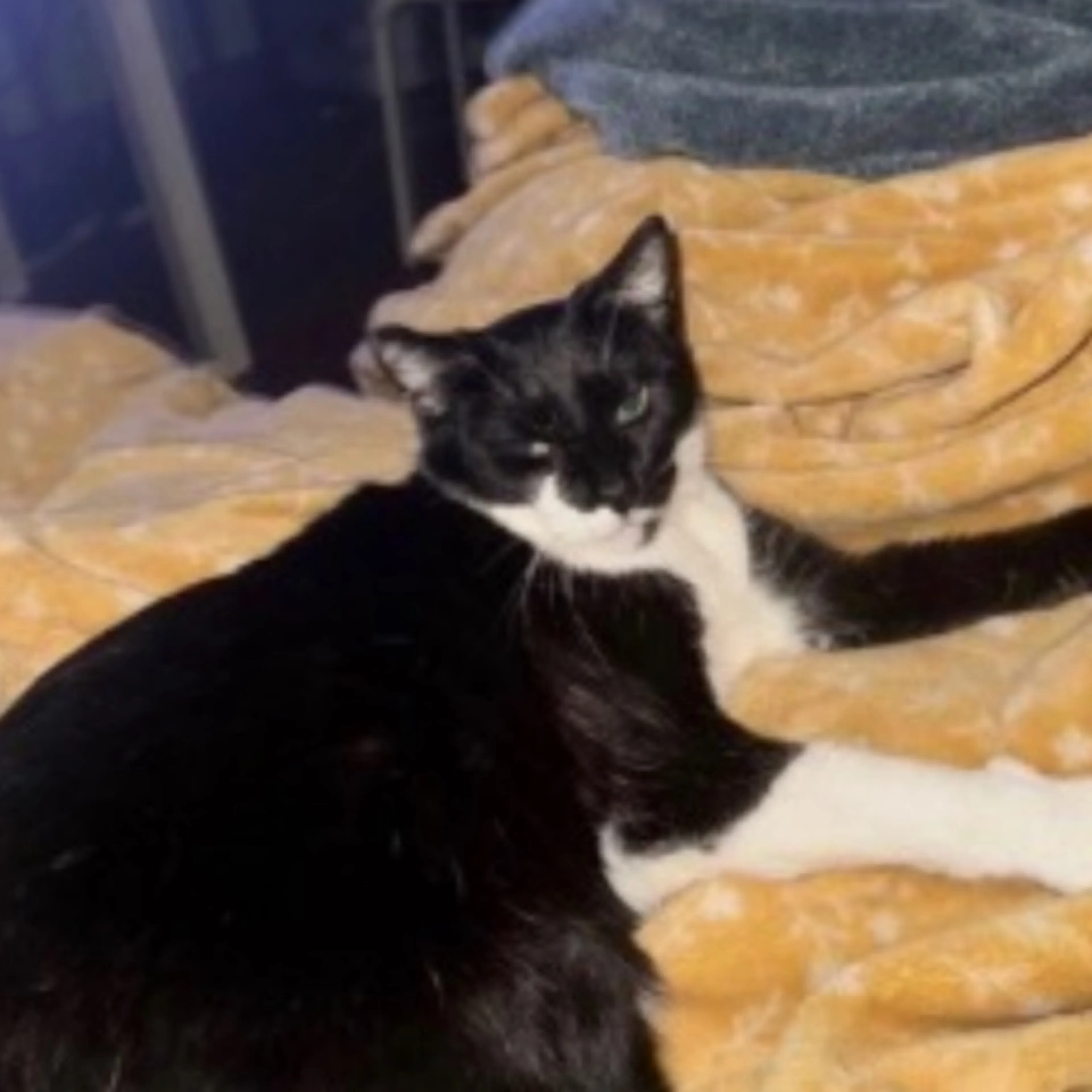 Lost pet