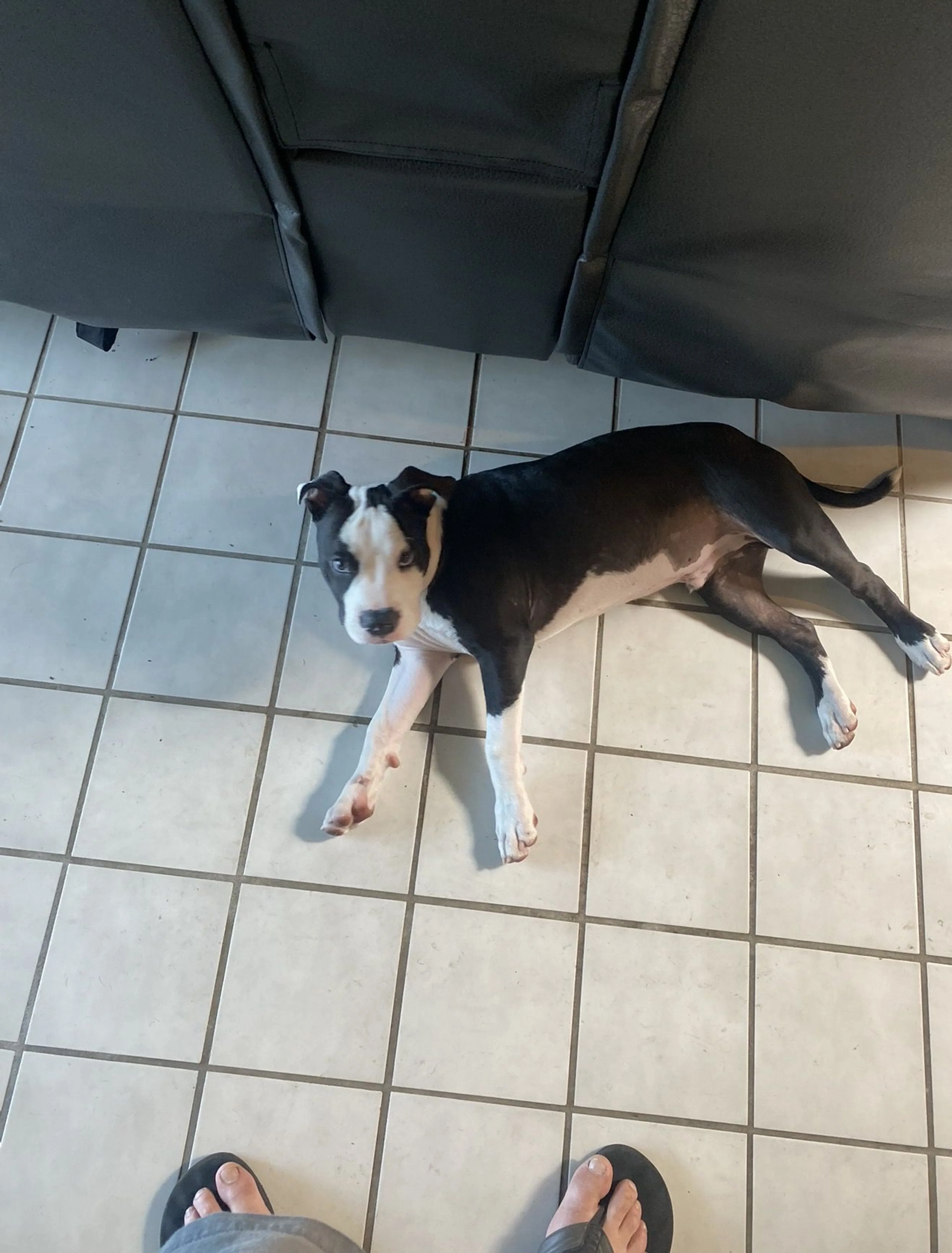 Lost pet