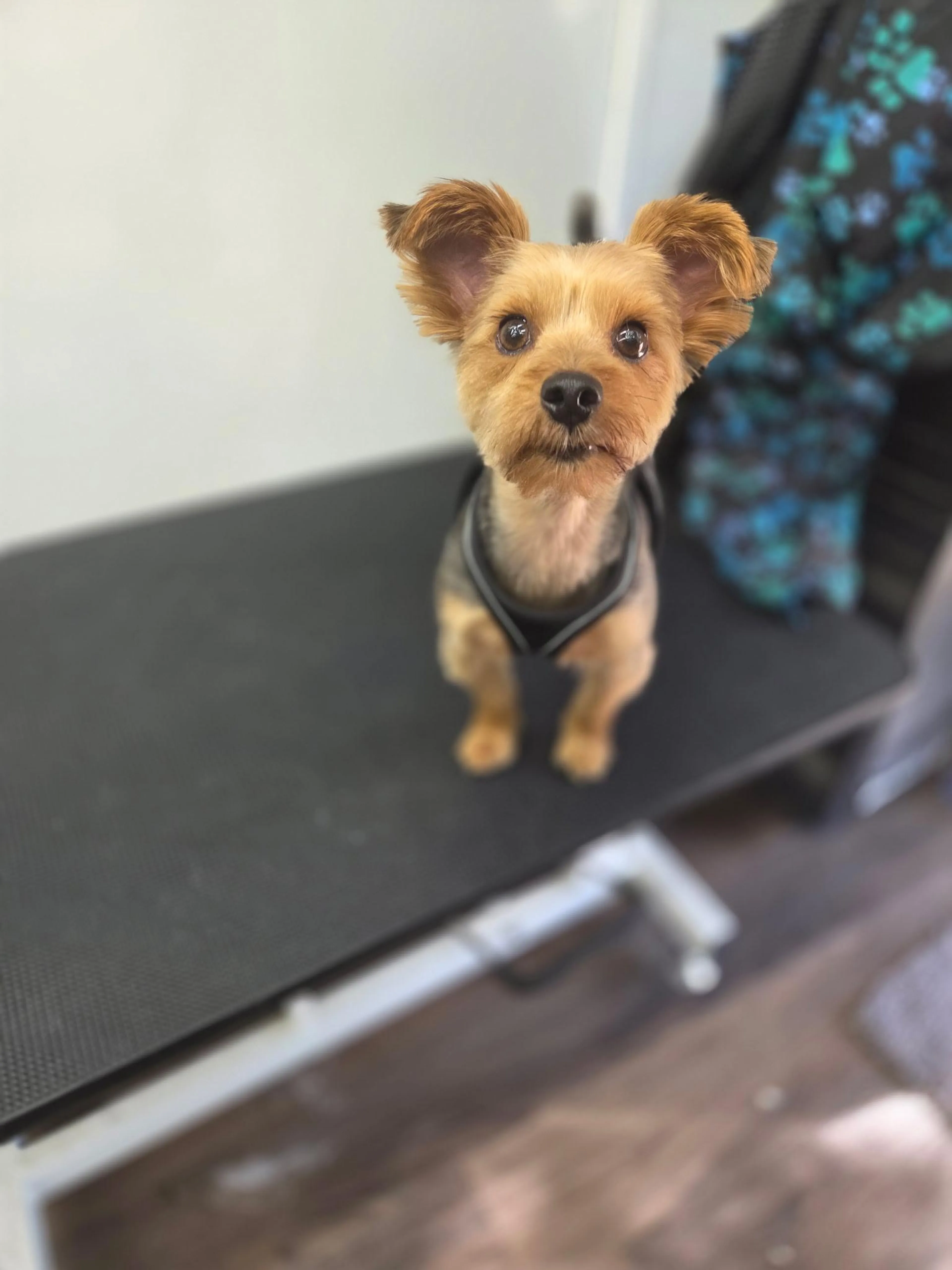 Found pet-2