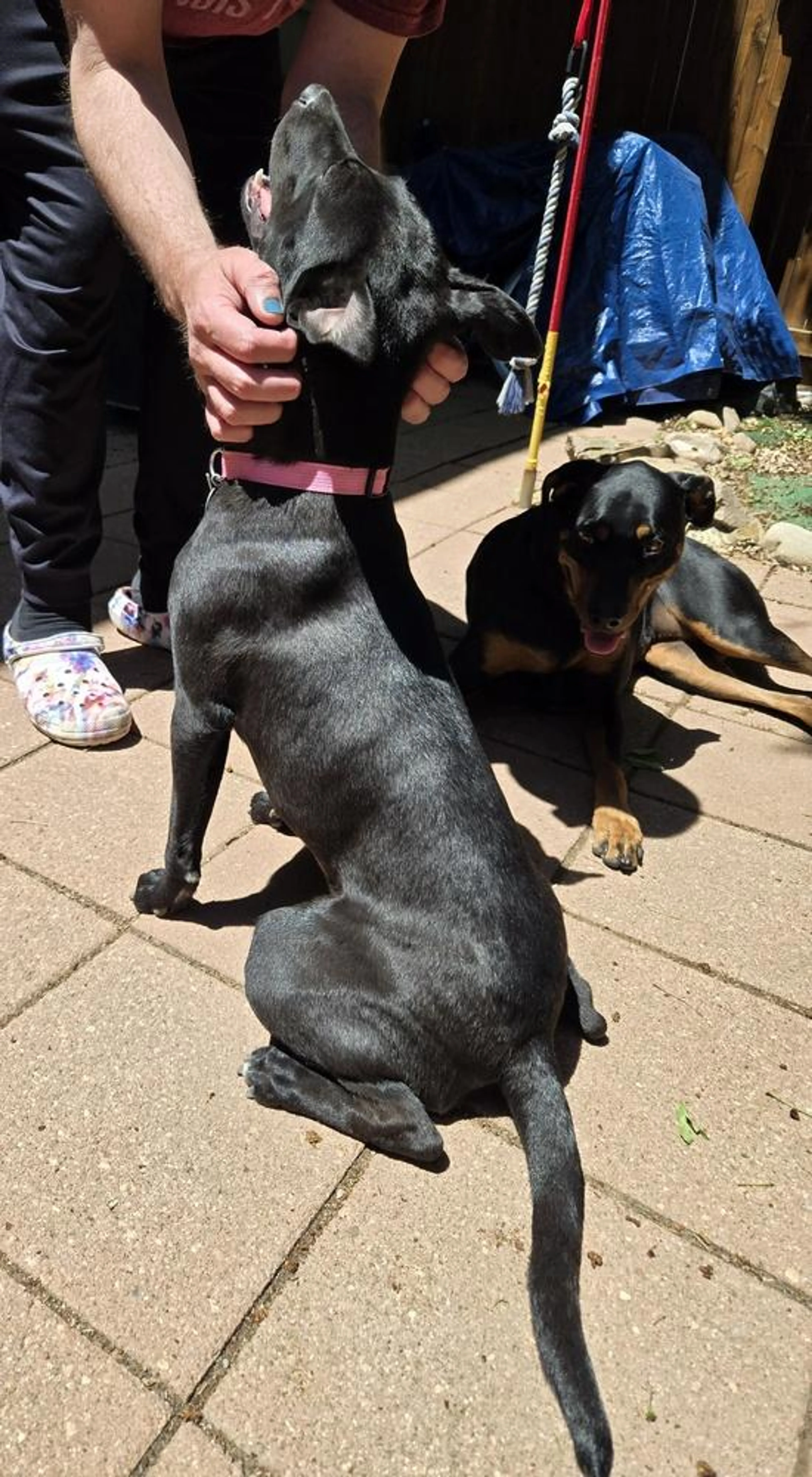 Found pet-4