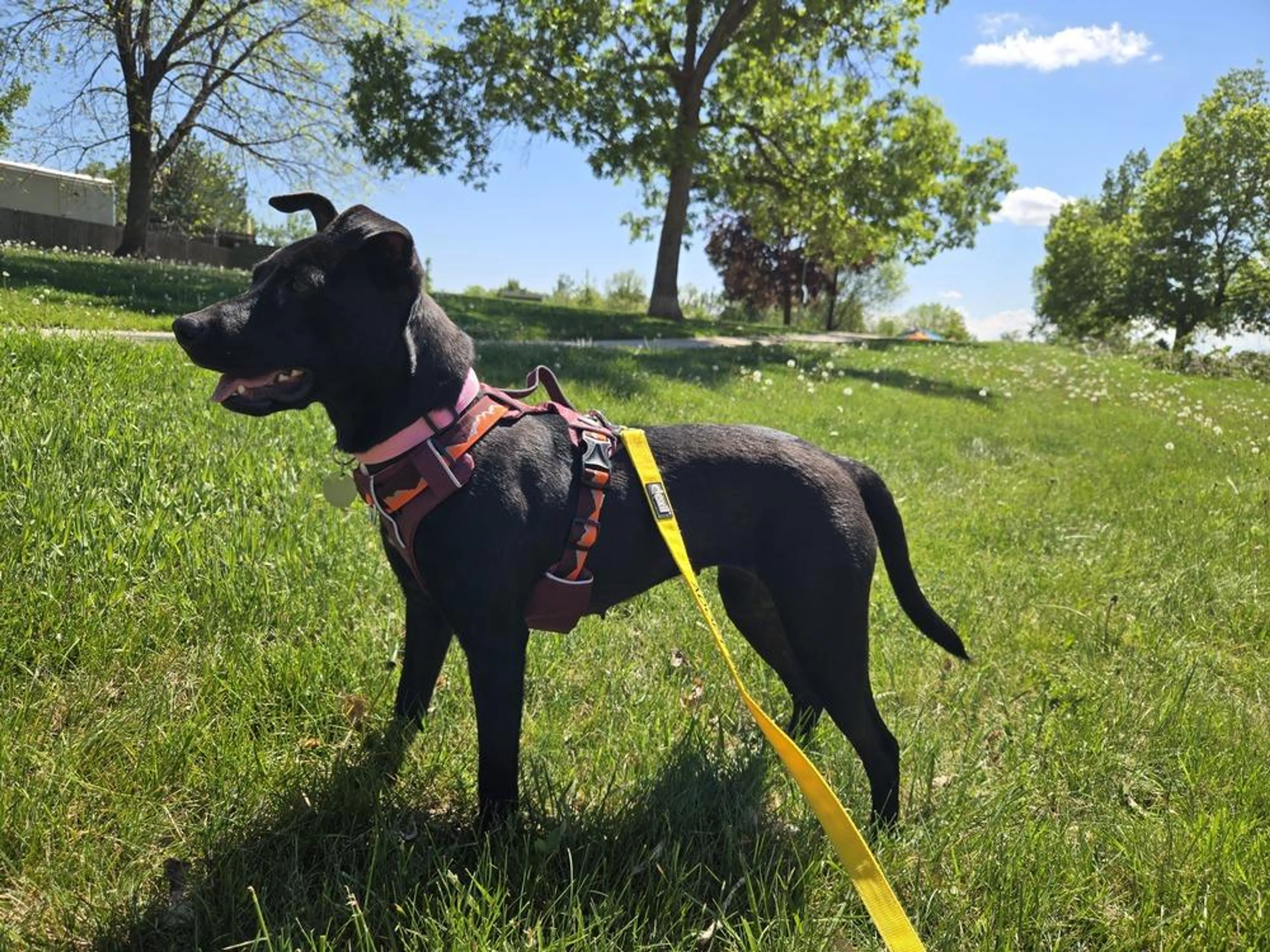 Found pet-2