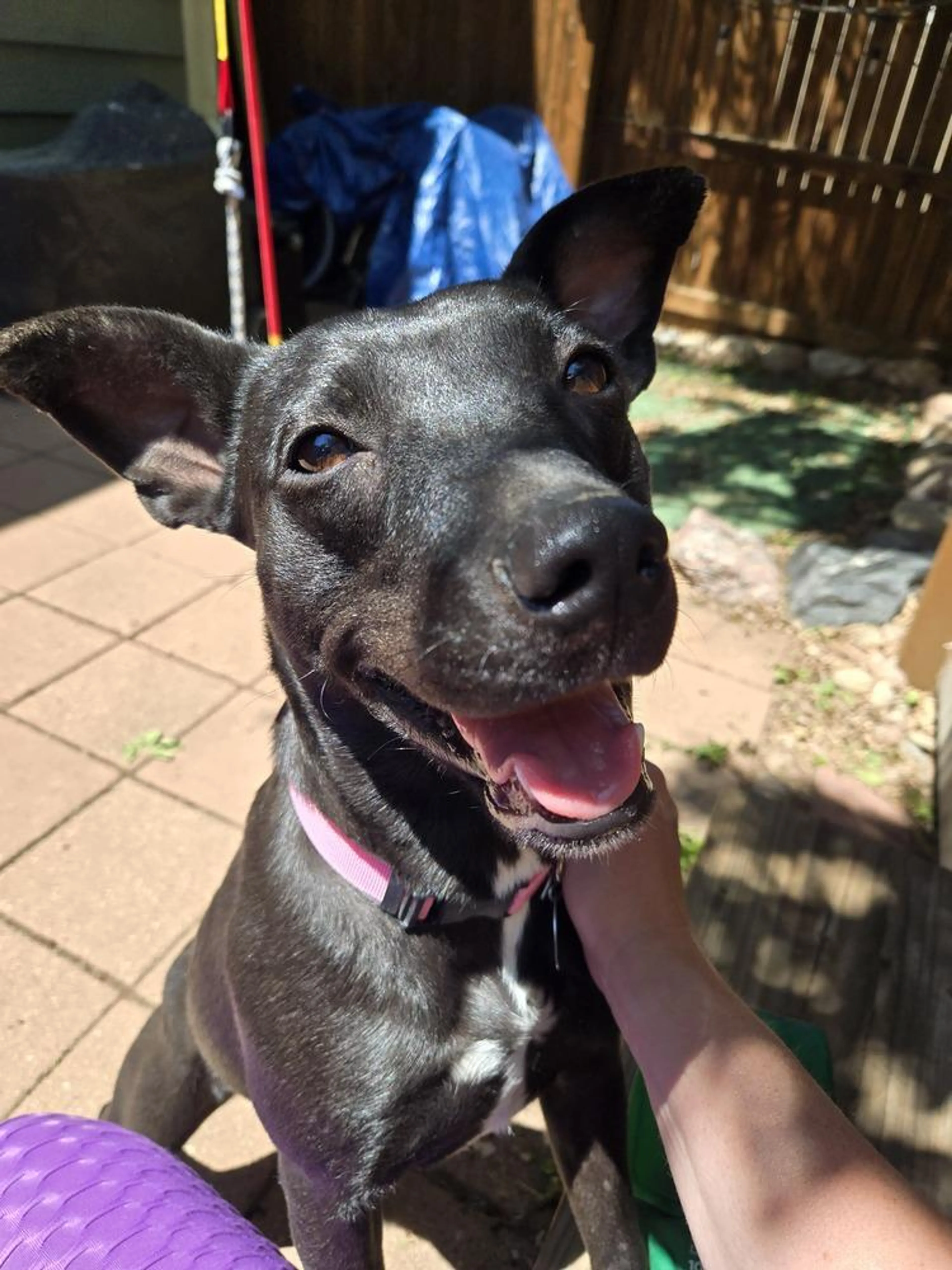Found pet-1