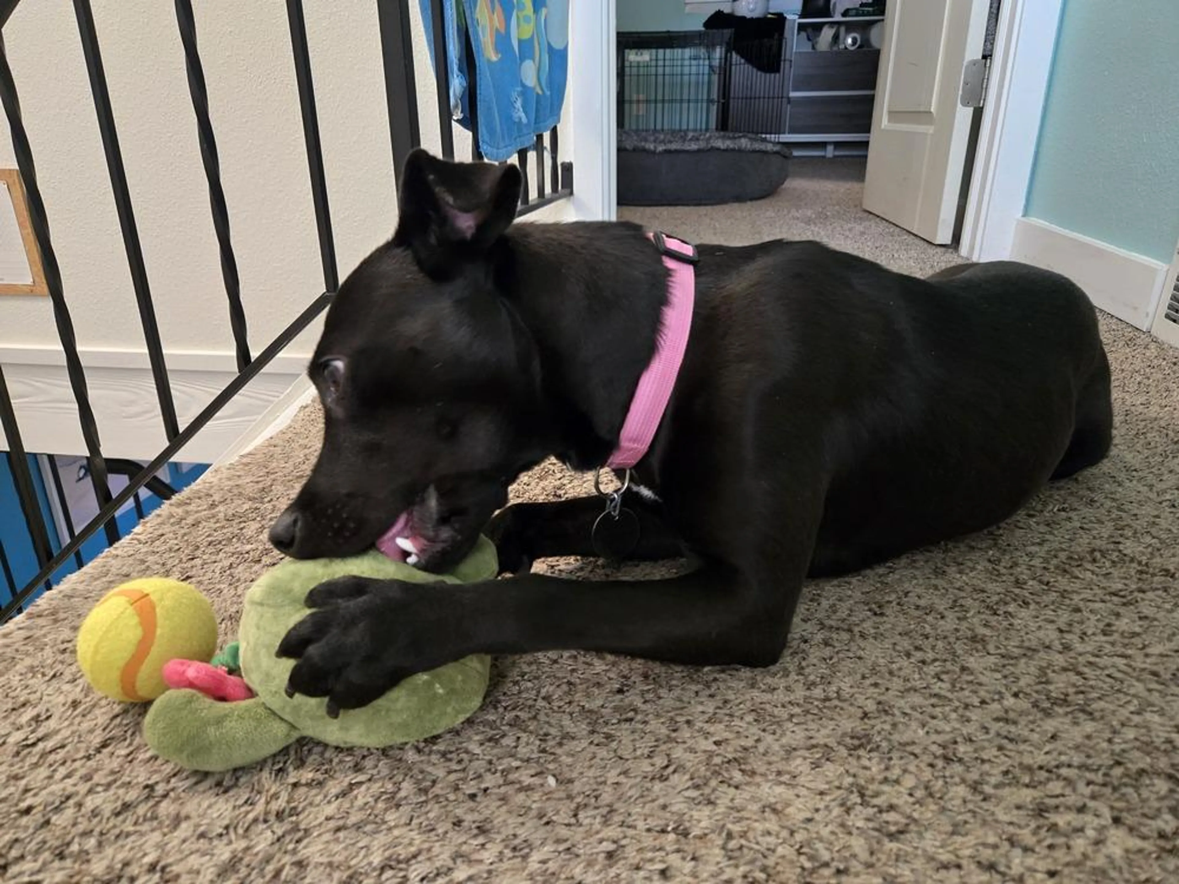 Found pet-5