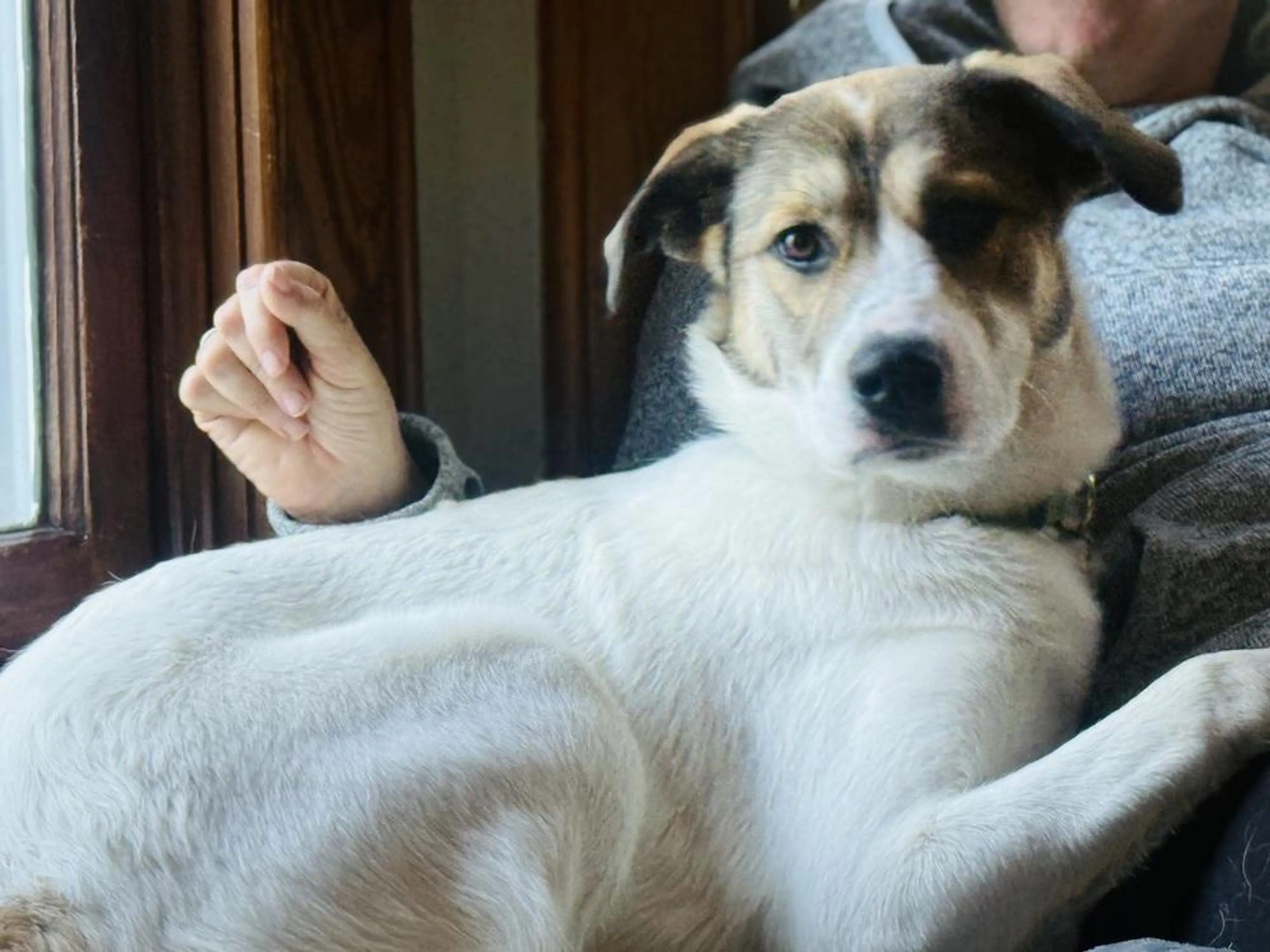 Found pet-1