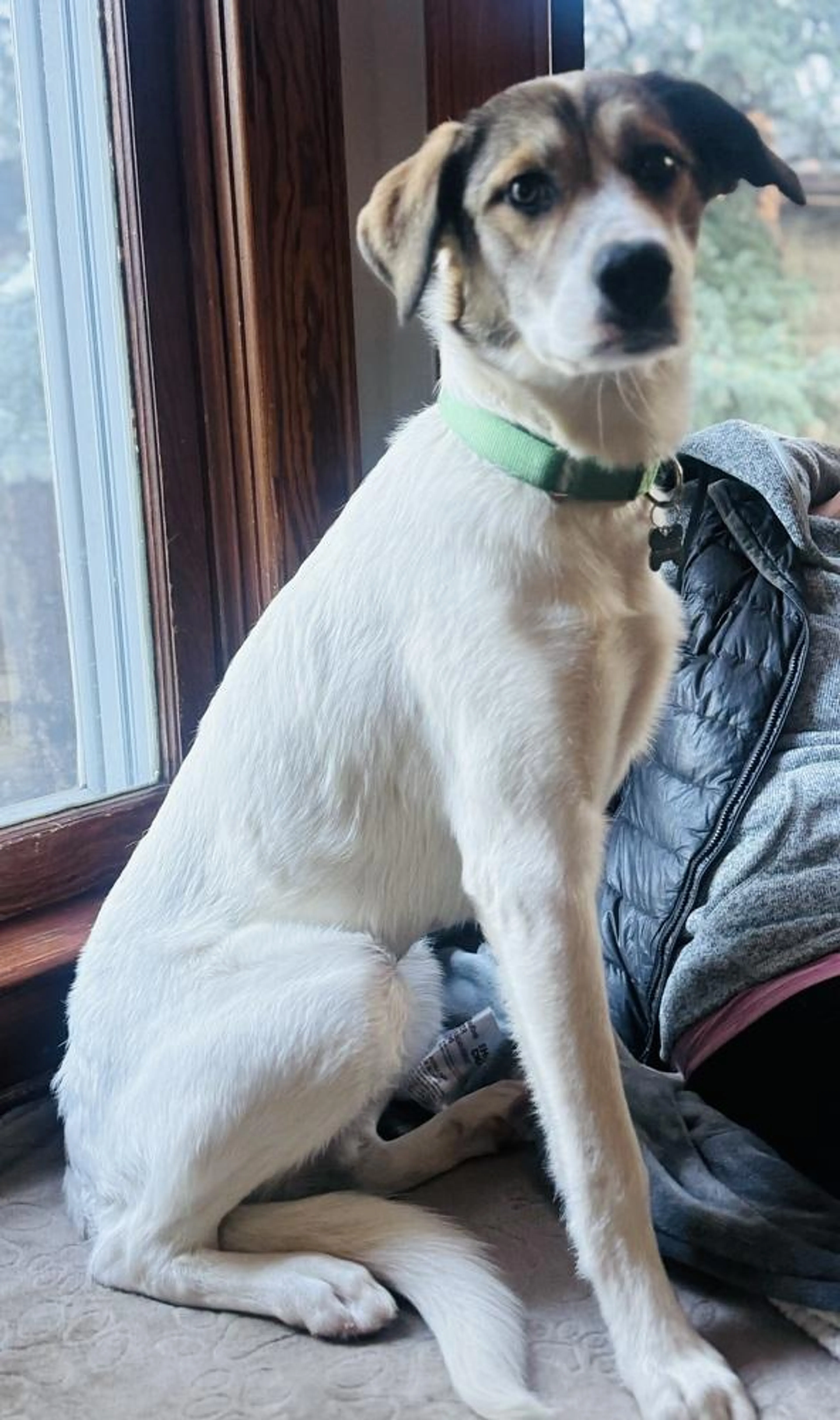 Found pet-4