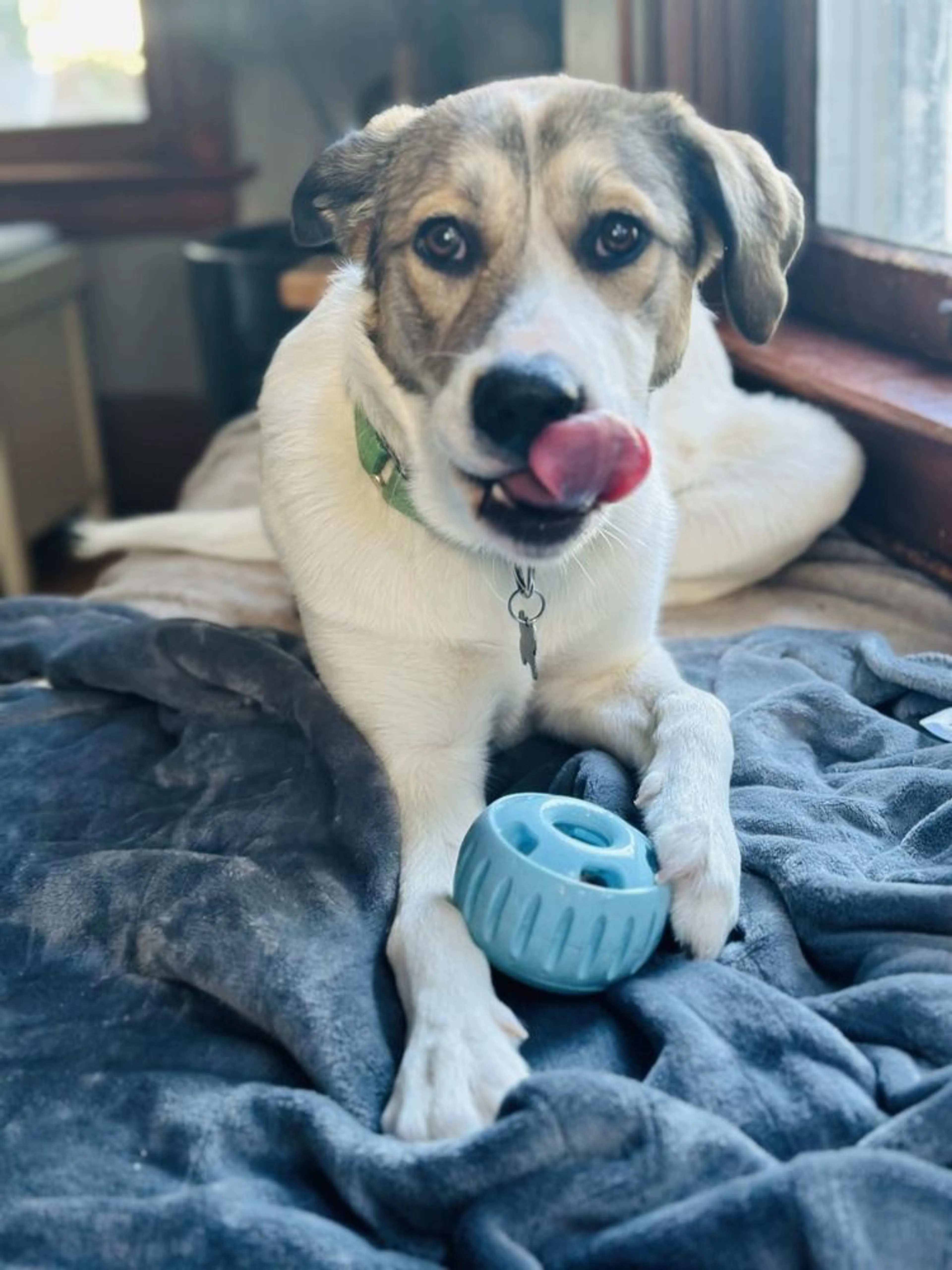 Found pet-2