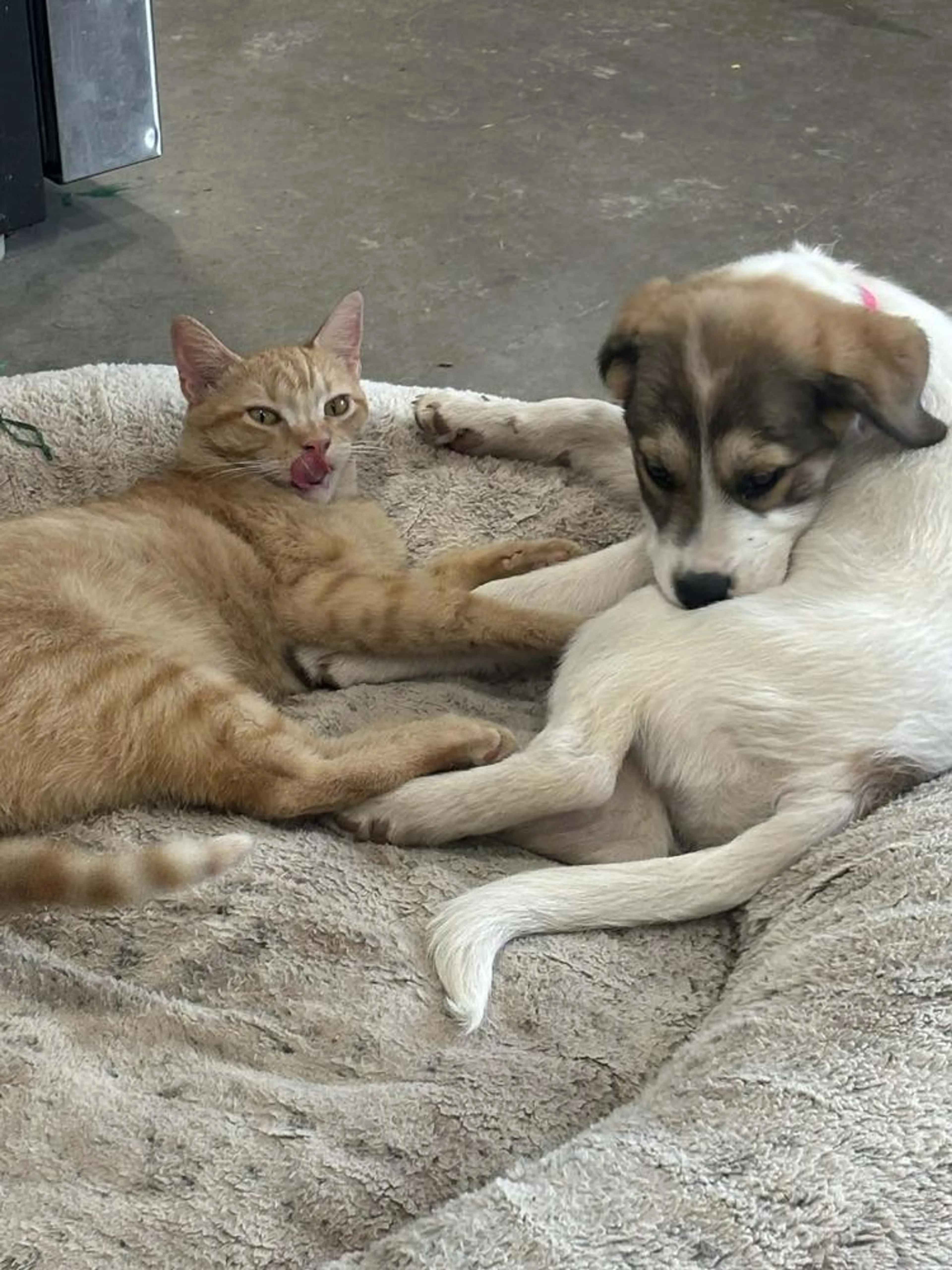 Found pet-5