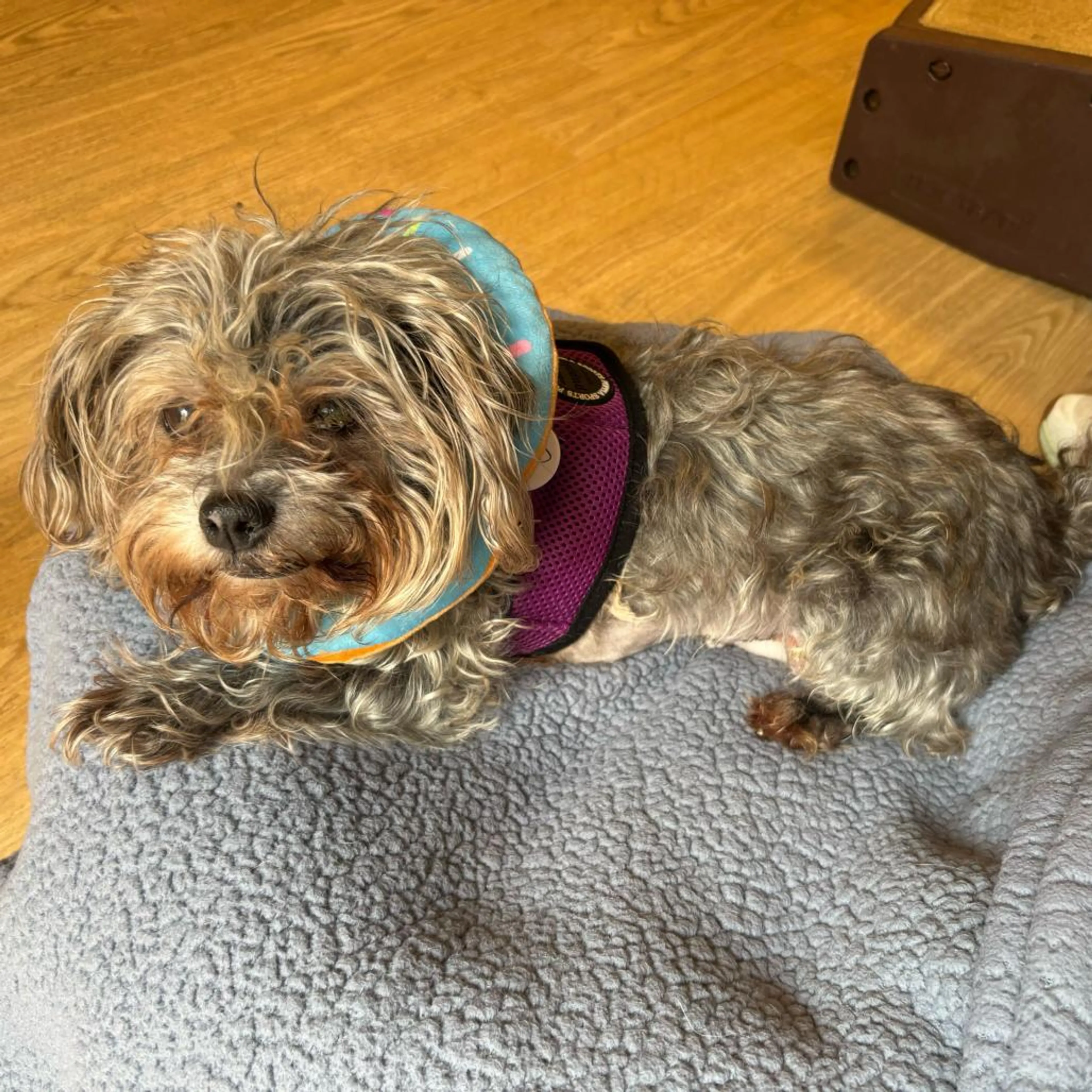 Found pet-5