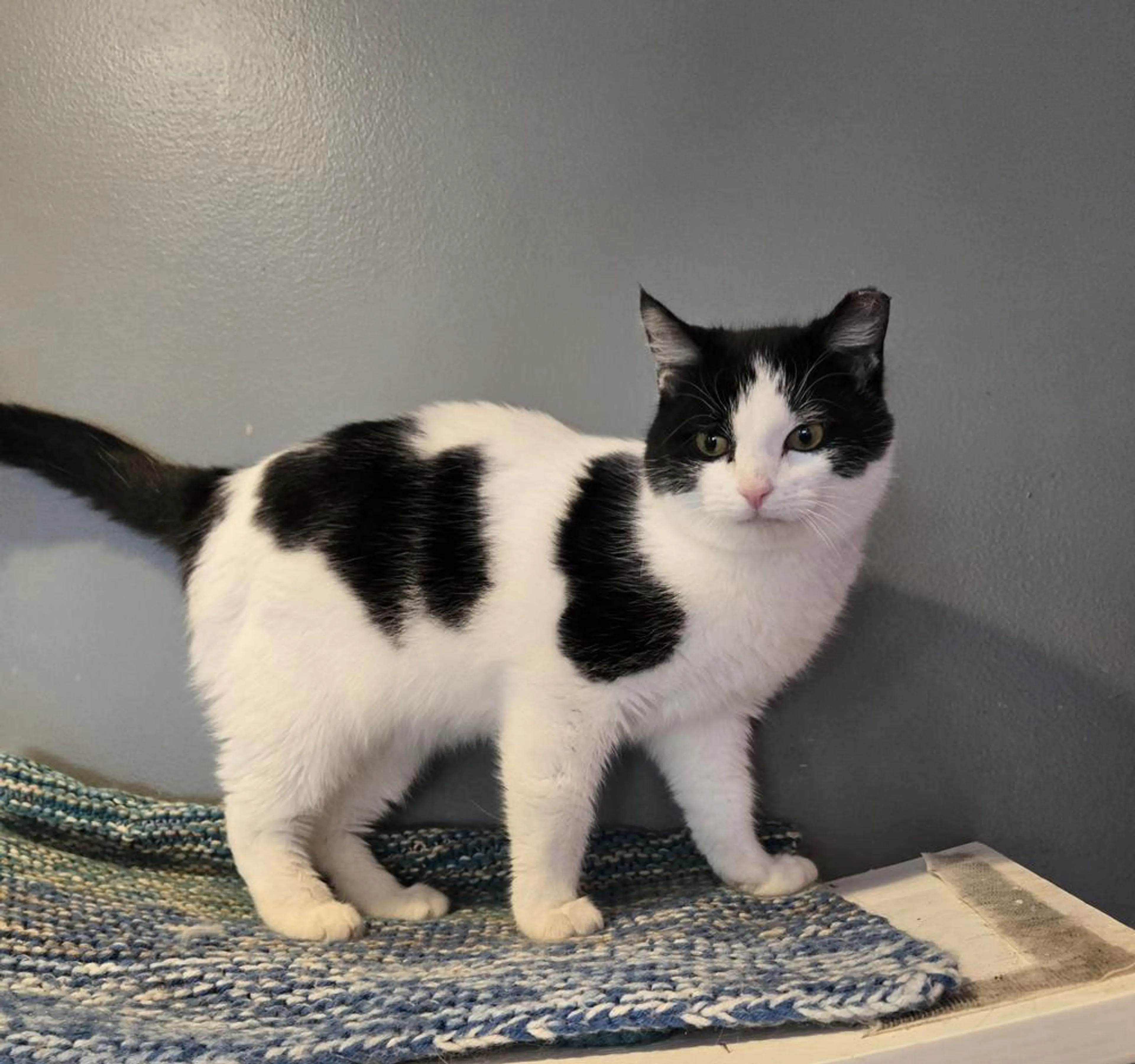 Found pet-2