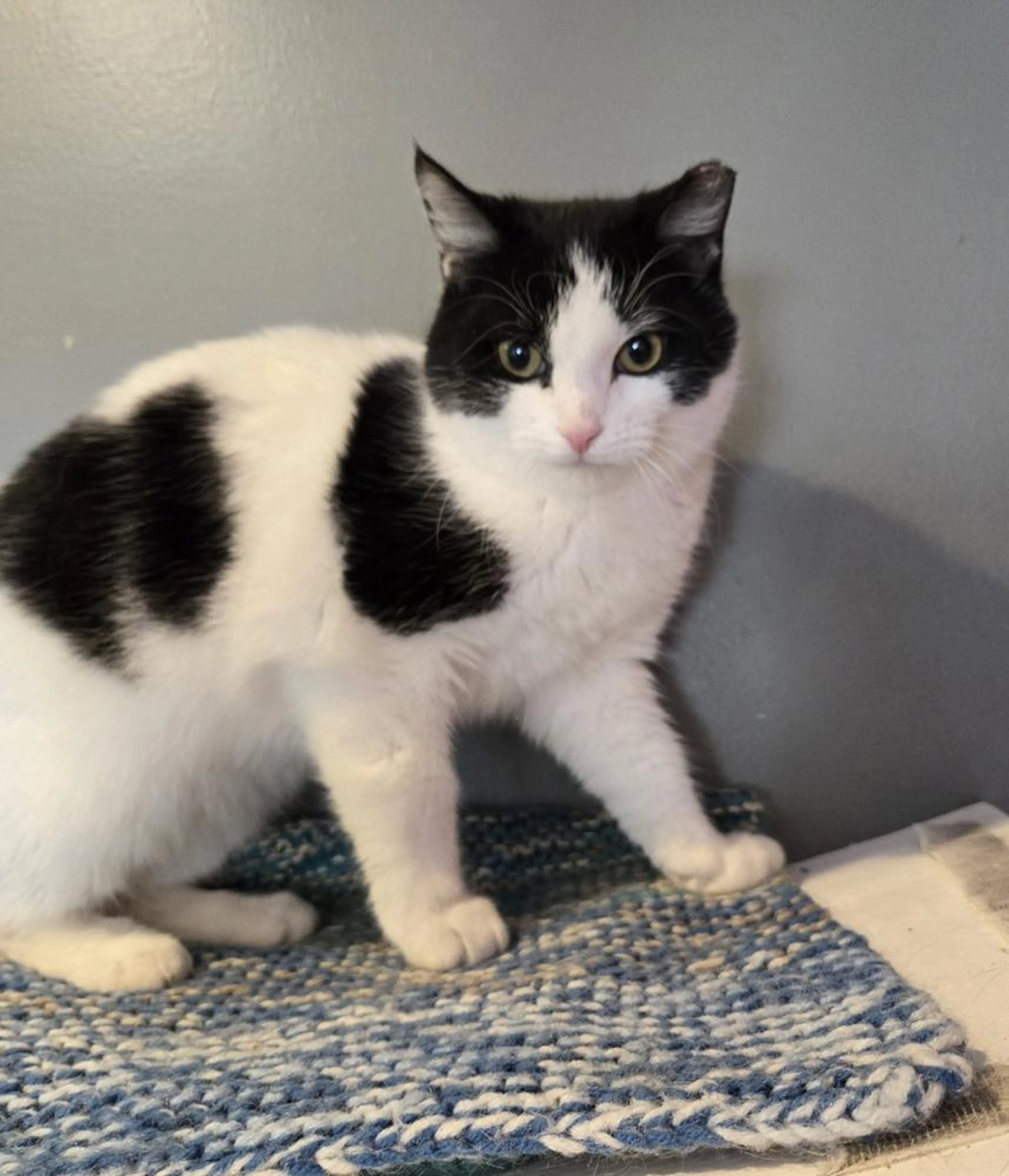 Found pet-1