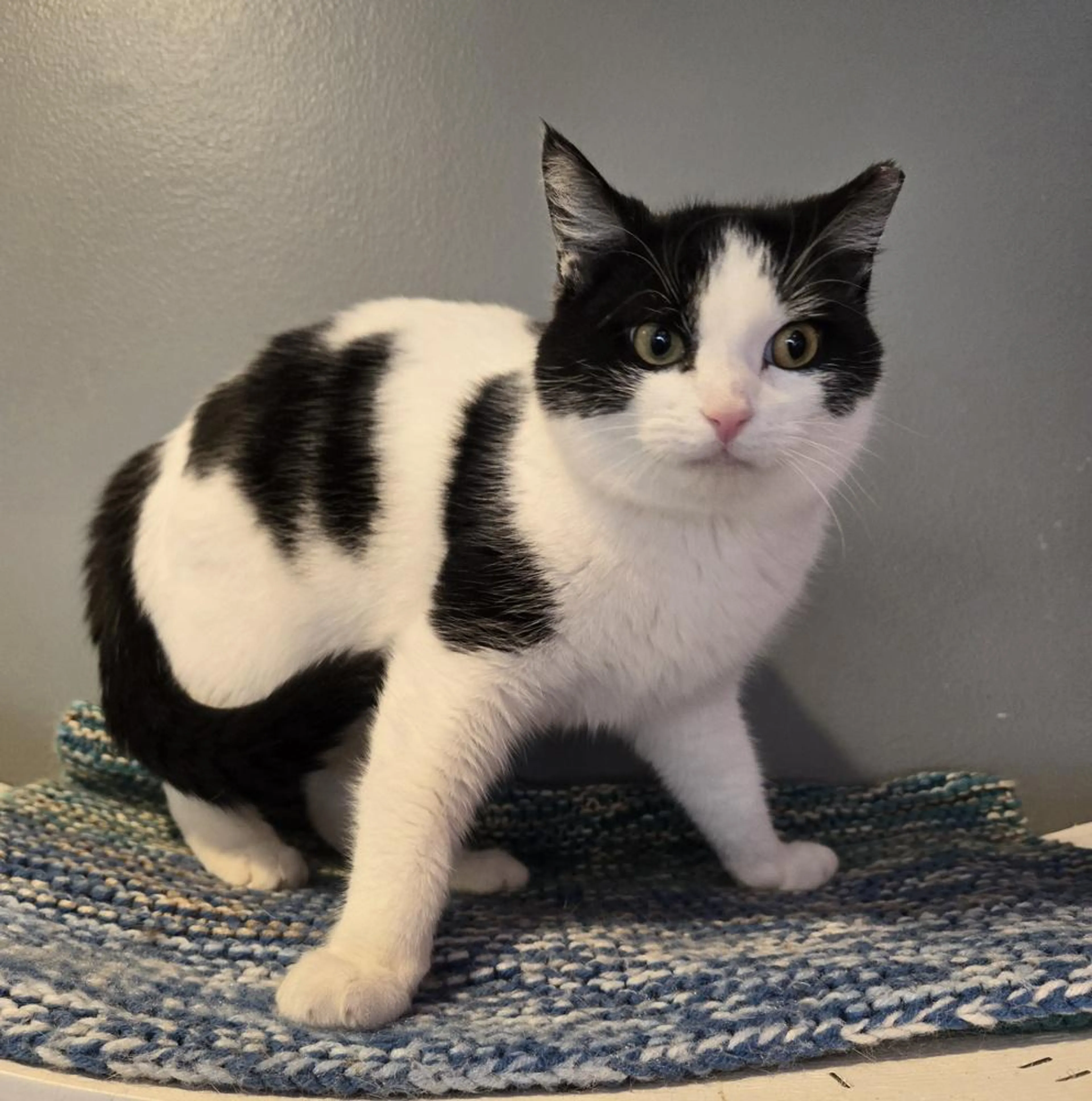 Found pet-0